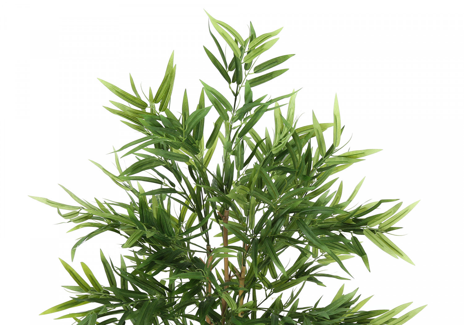 50 Pack Bamboo Plants in 5 Black Pots - Indoor House Plants for Home Decor, Office Feng Shui, and Gift Giving