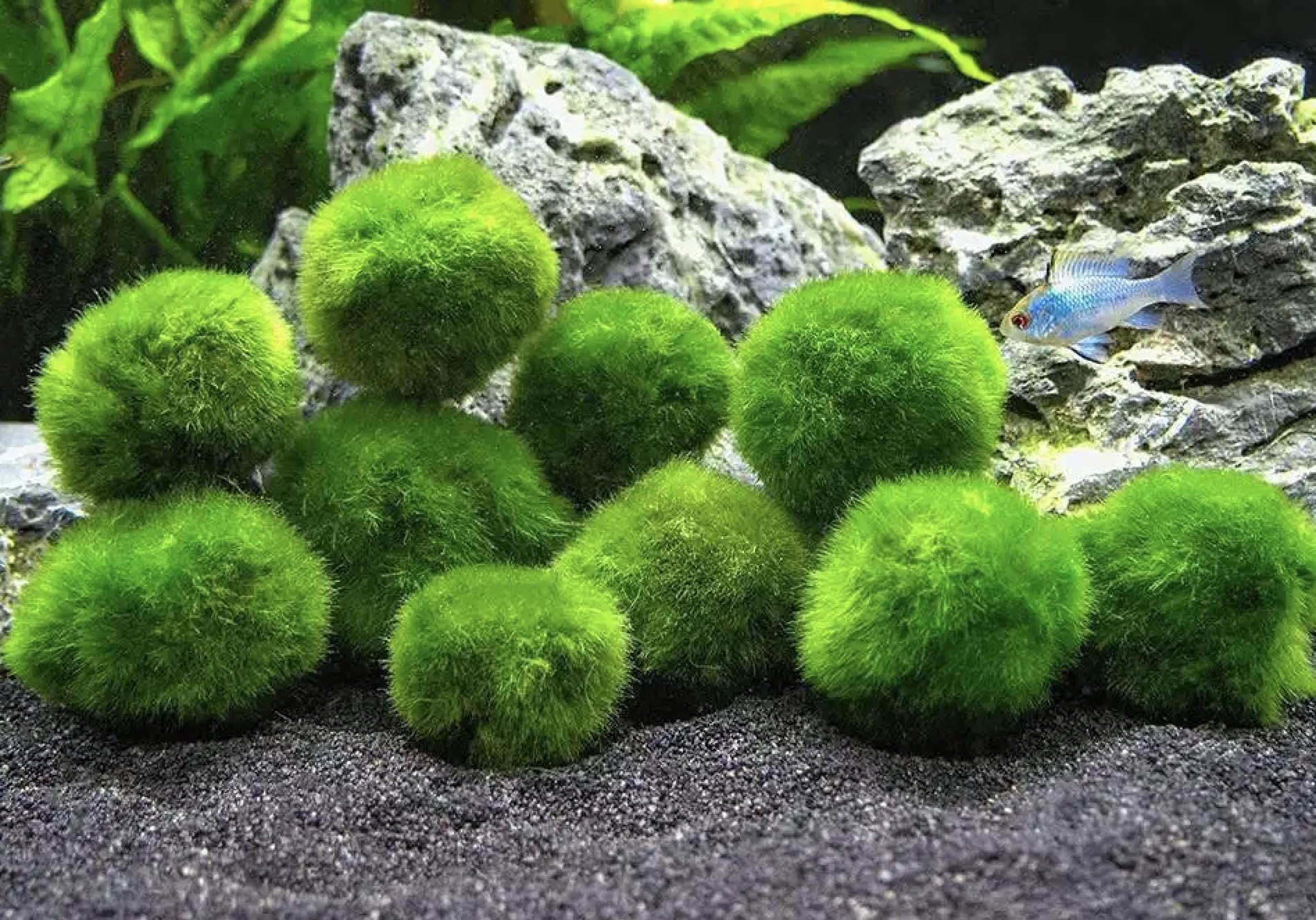 5 Live Moss Balls (1-1.5 Inches) for Aquarium & Fish Tank - Natural Decorations & Plants - Perfect for Betta Tanks, Shrimp Habitats & Aquatic Environments