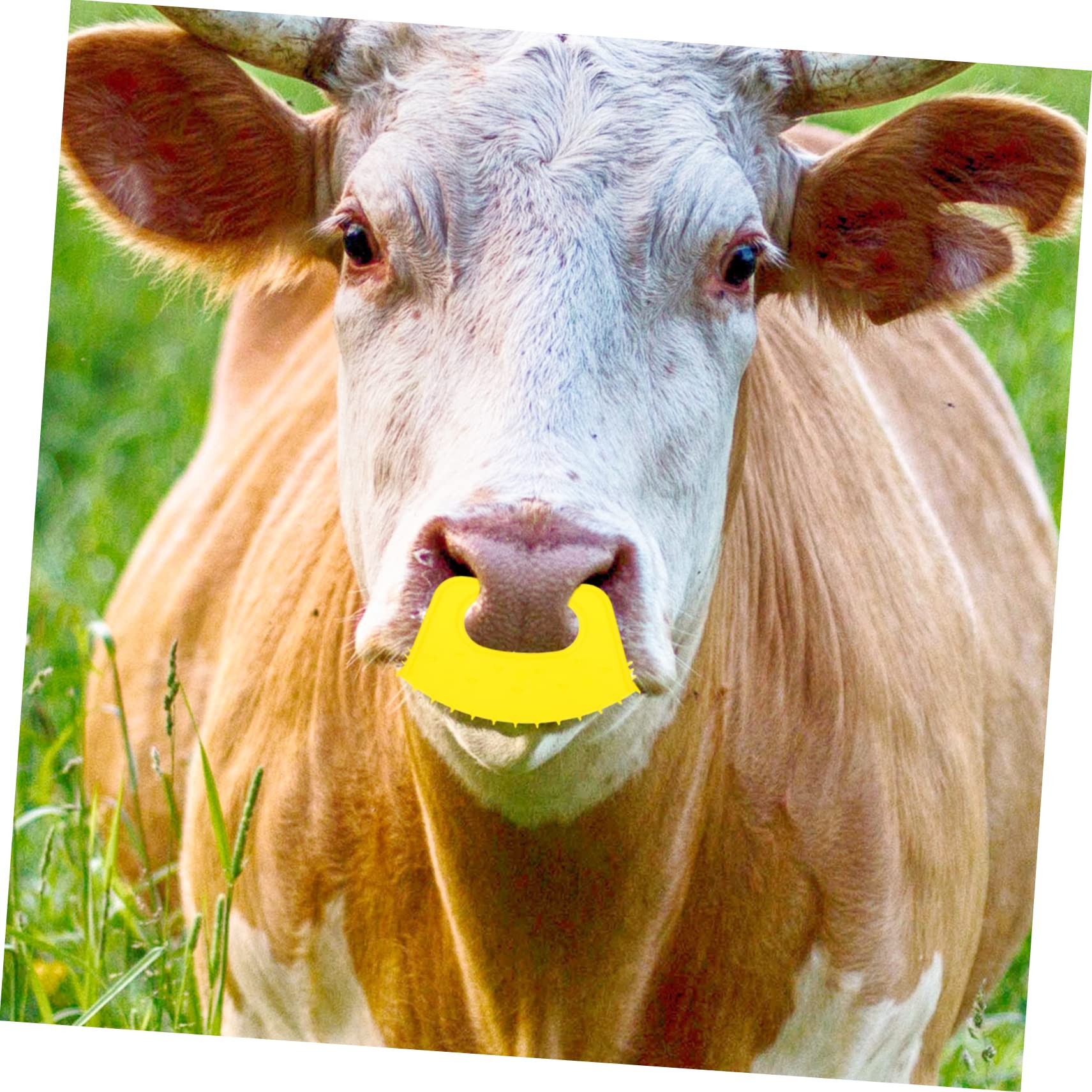 CIMAXIC 40 Pcs Calf Weaner Nose Rings - Anti-Suckling Milk Preventer for Livestock, PP Plastic Bull Nose Clamps - Ideal for Weaning Calves, Dairy Farming & Cattle Management