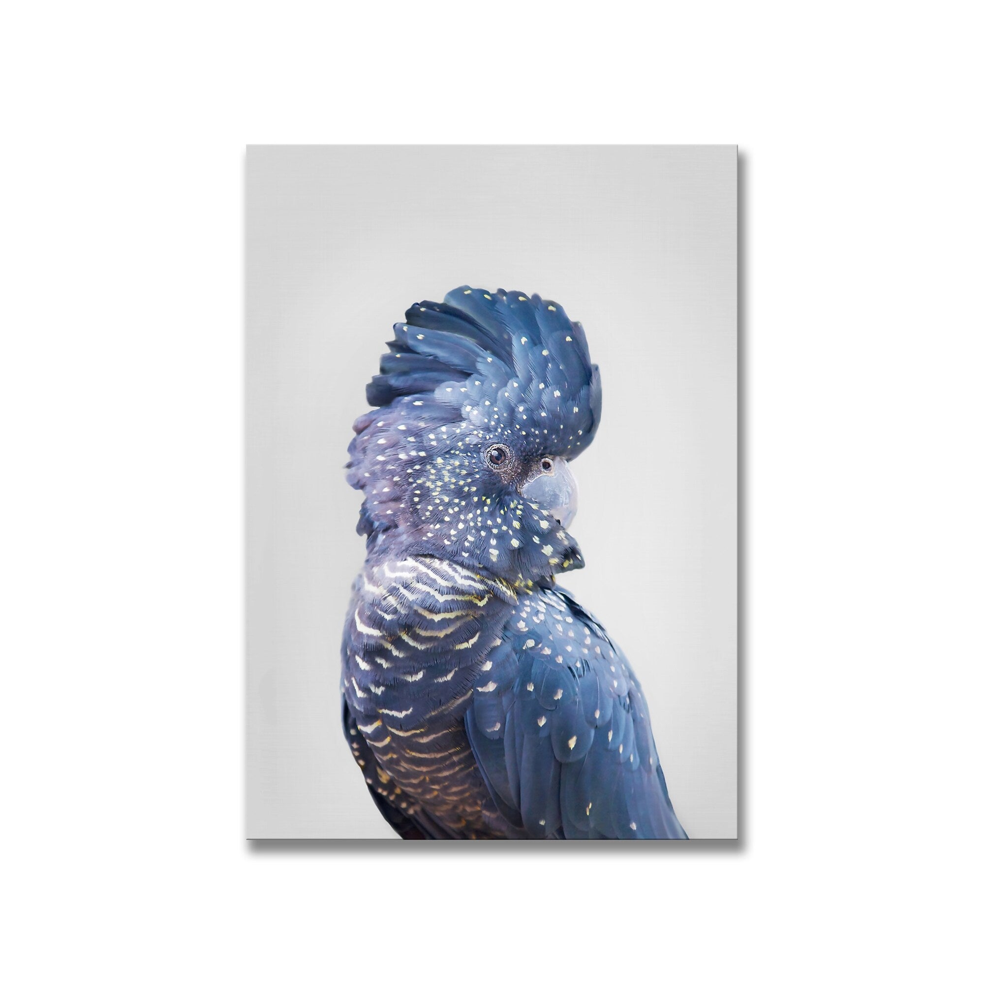 Black Cockatoo Framed Print Wall Art by Kathrin Pienaar - Australian Wildlife Home Decor for Living Room, Bedroom & Office