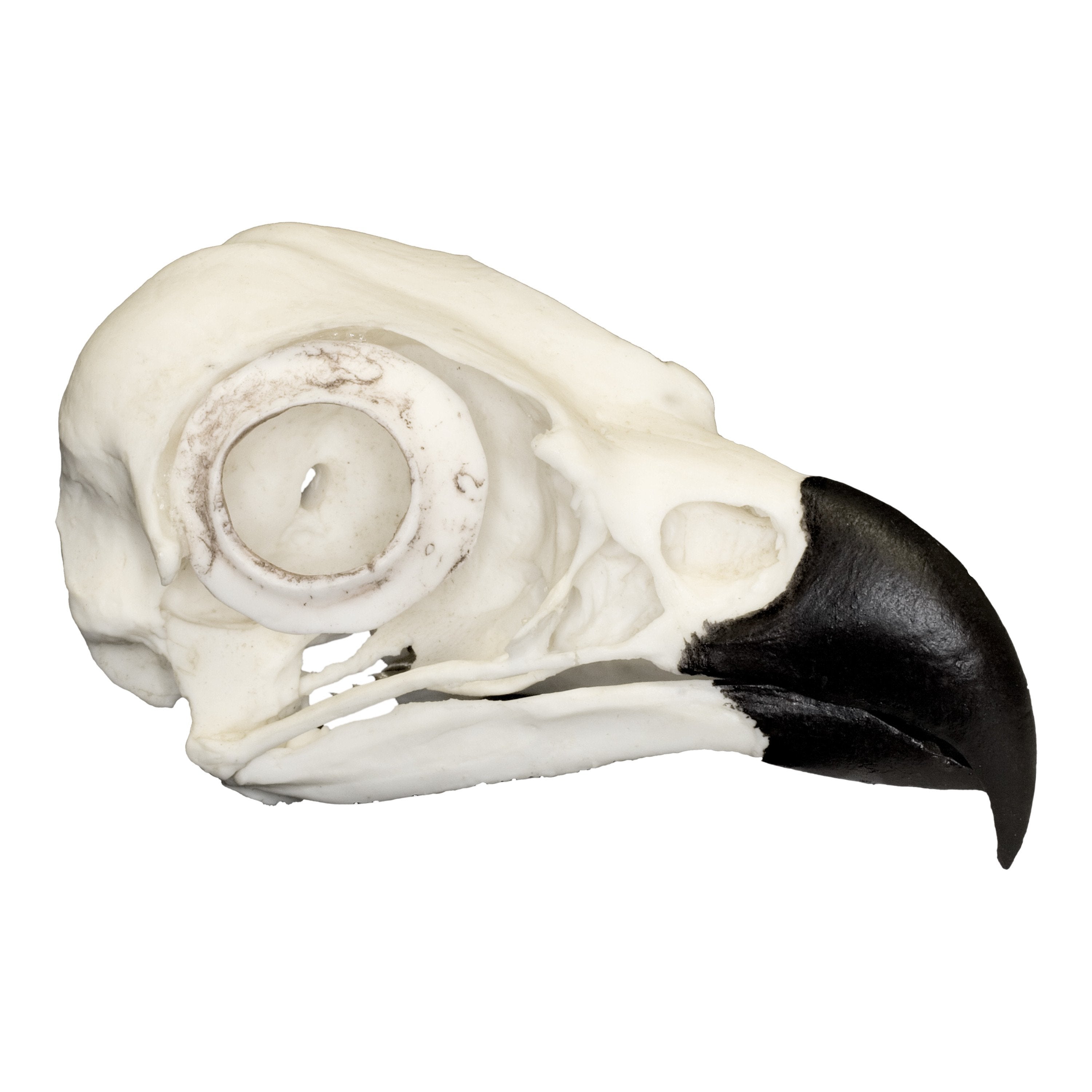 Authentic Replica Osprey Skull - Realistic Bird of Prey Taxidermy Decor for Gothic Home, Halloween, Witchcraft & Nature Lovers Collection