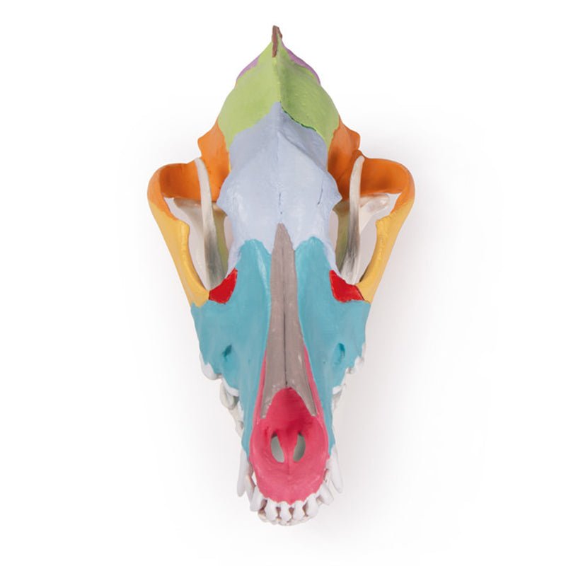 Dog Skull with Didactic Painting - Unique Gothic Home Decor & Halloween Decoration for Pet Lovers