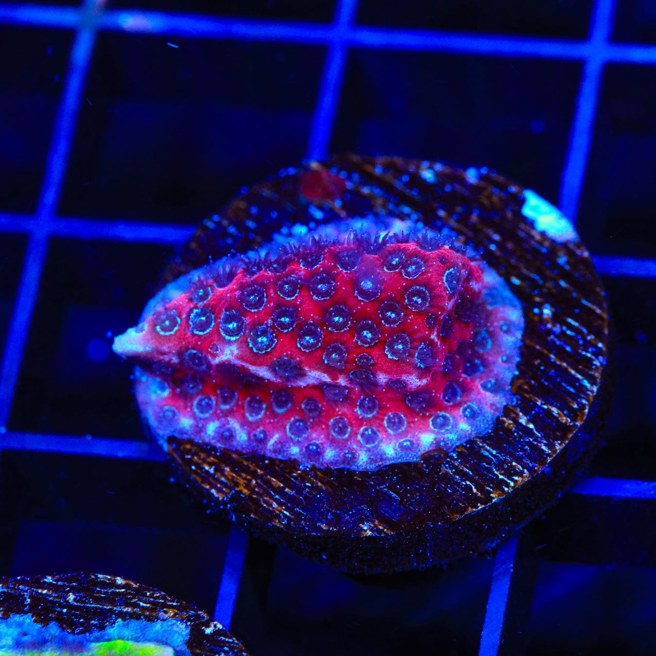 Darth Maul Porites Coral for Saltwater Aquarium - Vibrant Red & Black SPS Coral for Reef Tanks & Marine Aquascaping