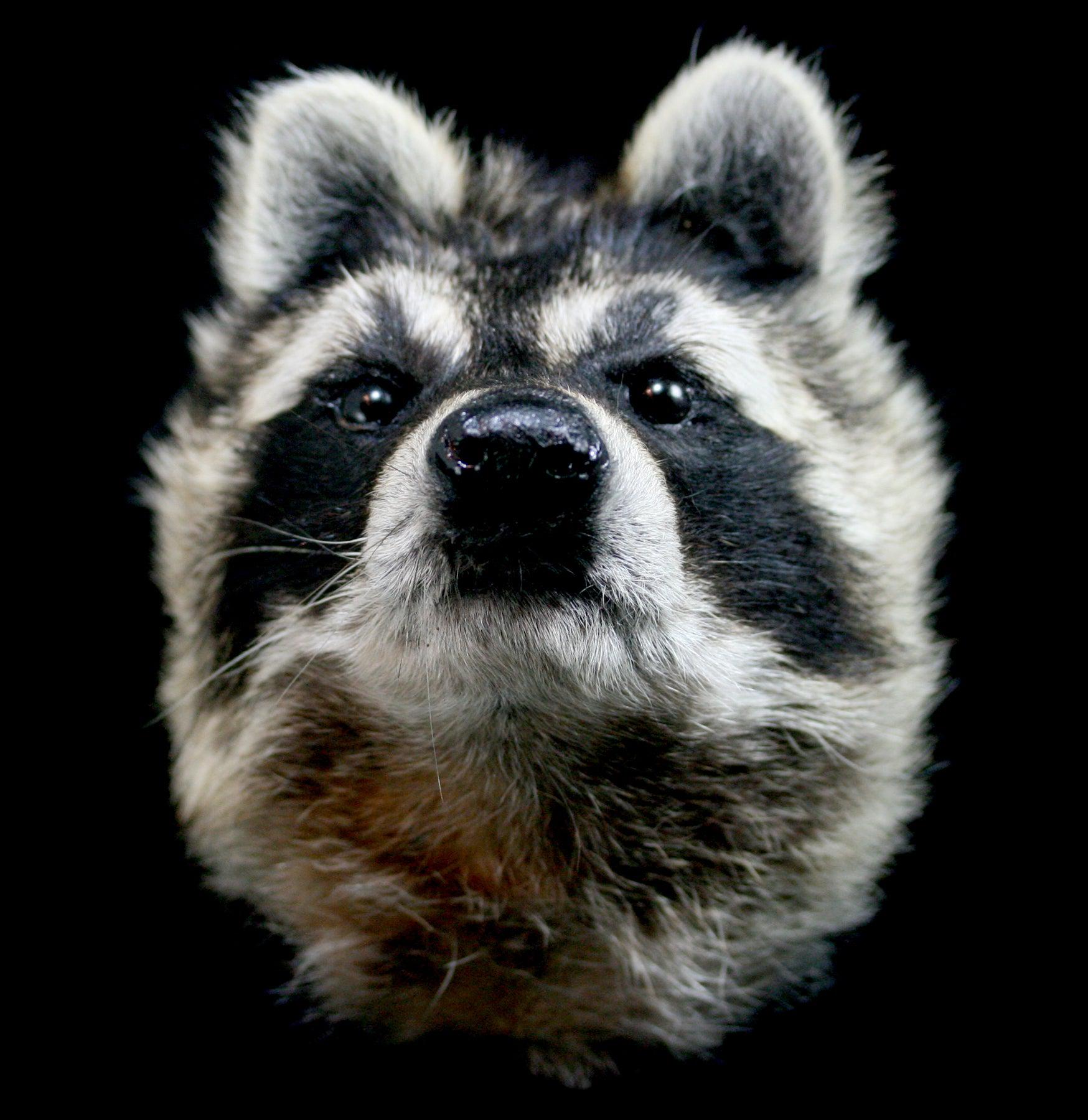 Realistic Taxidermy Raccoon Head Mount - Handcrafted Wall Decor for Hunting Lodge, Cabin, or Man Cave - Perfect for Rustic Home Decor and Wildlife Enthusiasts