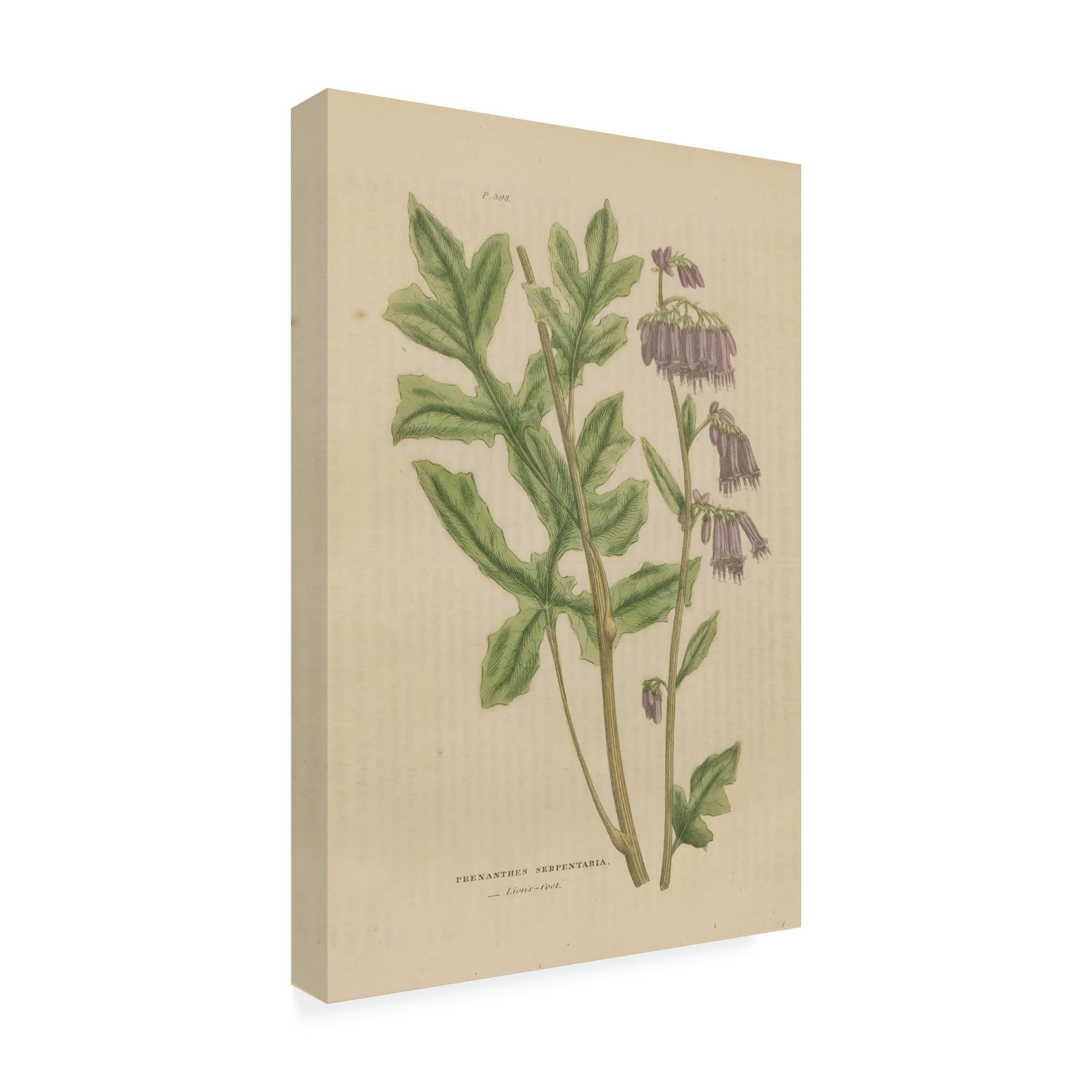 Wild Apple Portfolio 'Herbal Botanical XVII' Canvas Wall Art Print - Nature Inspired Home Decor for Living Room, Bedroom & Office