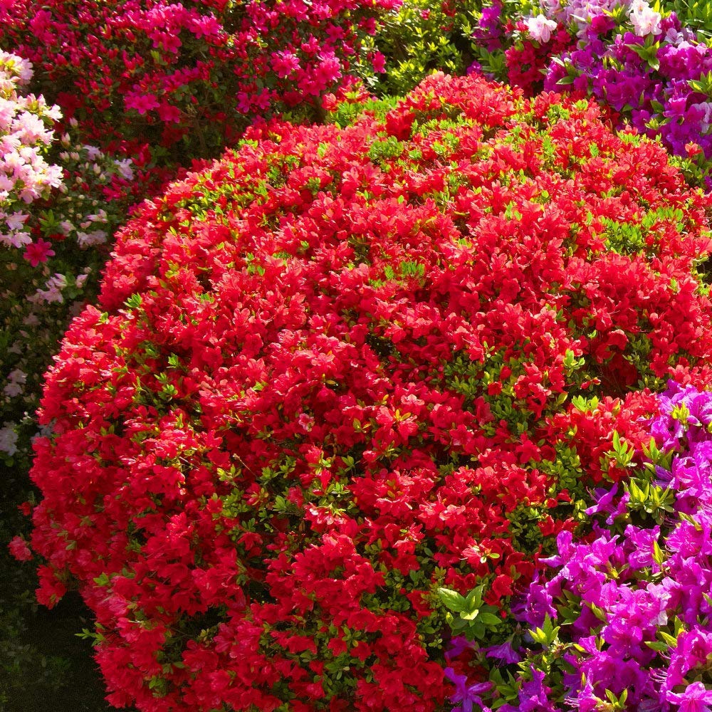 Azalea Red Formosa - 3 Live Plants - Red Flowering Rhododendron Shrub for Garden Landscaping & Outdoor Decoration | Perfect for Borders, Hedges & Container Gardening