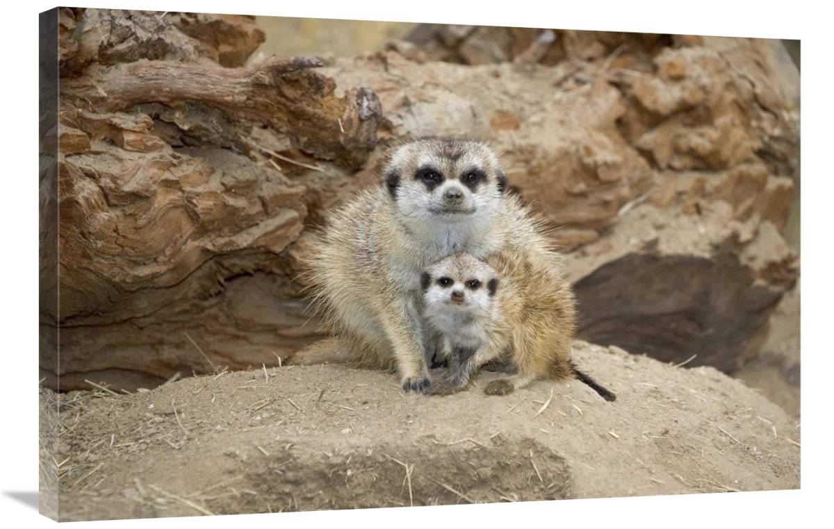 24 x 36 Inch Meerkat Mother and Baby Wildlife Art Print - Authentic Southern African Animal Wall Decor for Living Room, Nursery, or Office | San Diego Zoo Collection
