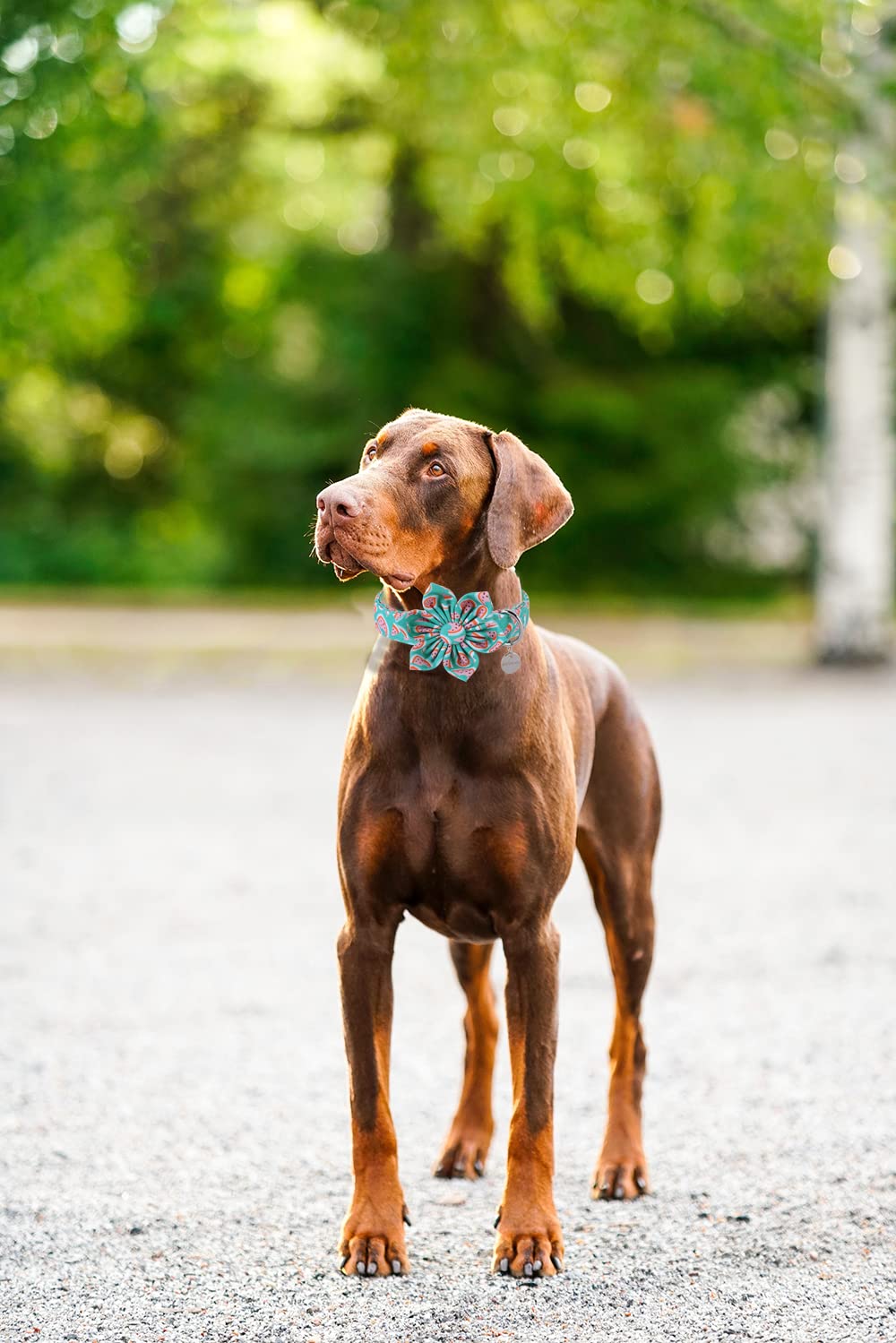 DOGWONG Summer Watermelon Dog Collar with Bowtie - Green Fruit Pattern Adjustable Pet Collar for Small Medium Large Dogs - Perfect for Summer Outings, Beach Trips & Pet Photoshoots
