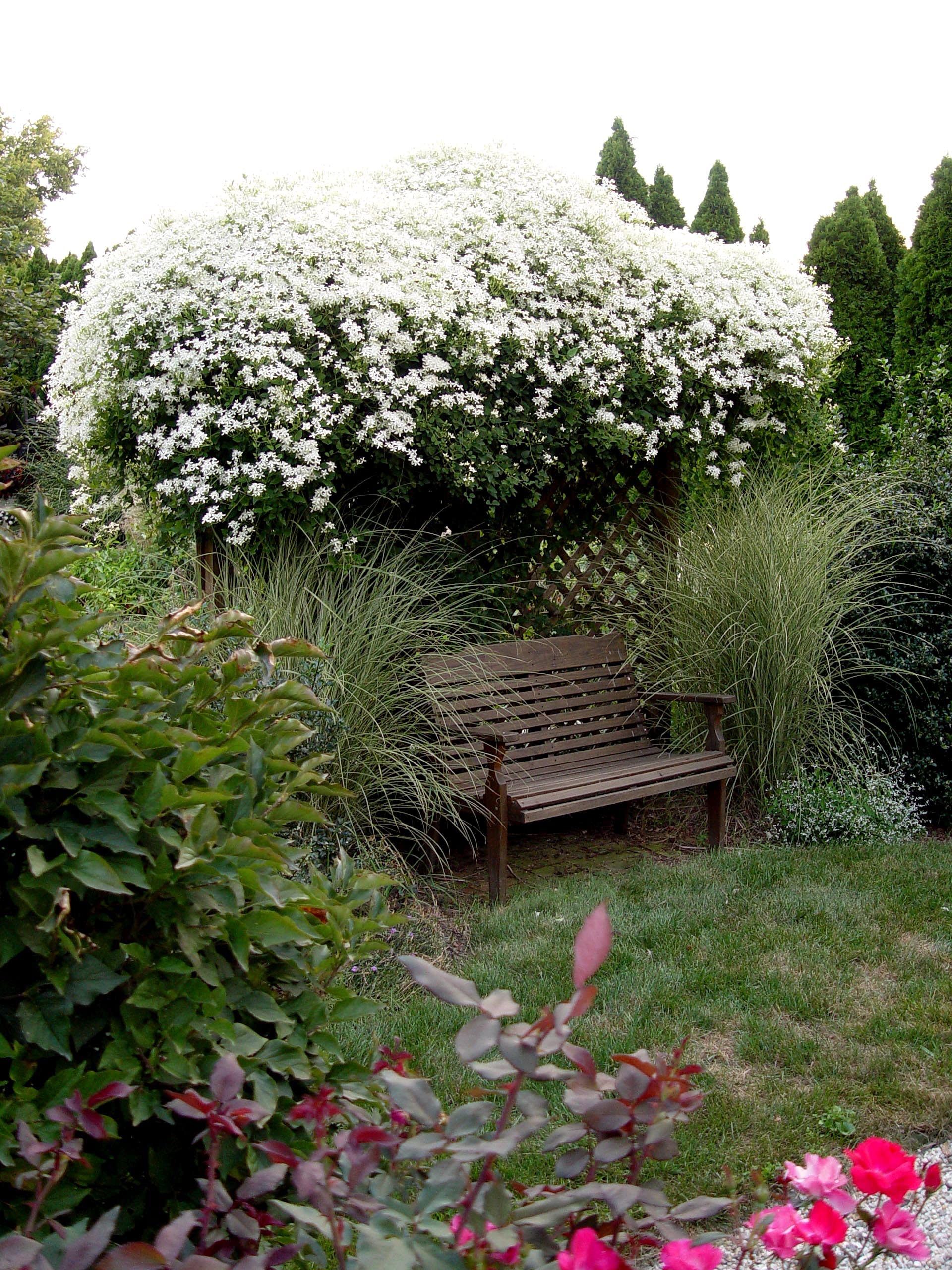 Clematis Sweet Autumn - 5 Live Plants in 4 Inch Growers Pots - Fragrant White Flowering Vine for Garden Trellis, Fence & Pergola - Starter Plants Ready for Outdoor Planting