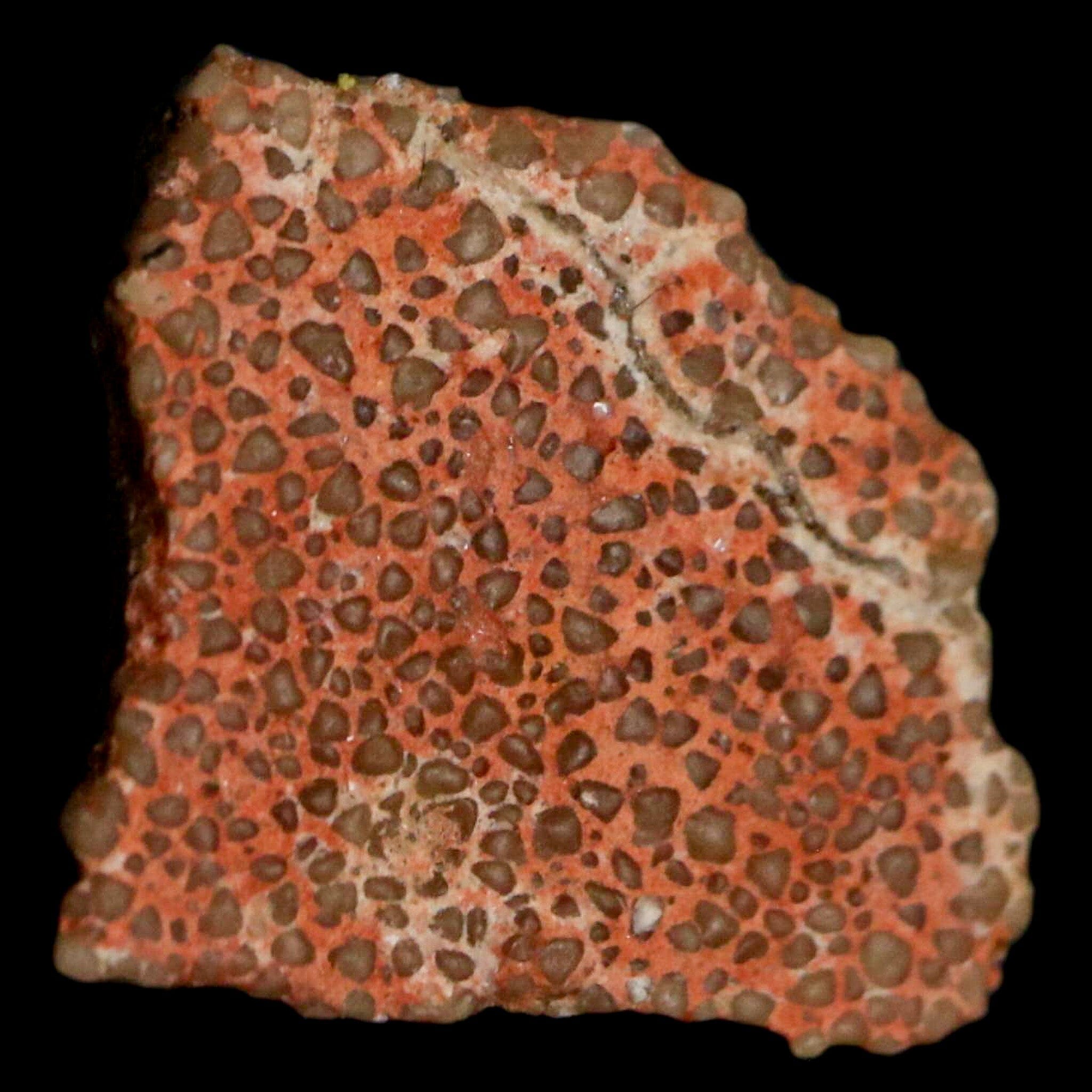 Authentic 0.5 Megaloolithus Titanosaur Dinosaur Fossil Egg Shell from Bouches-du-Rhône, France - Rare Collectible Display Piece for Paleontology Enthusiasts & Museum-Quality Home Decor