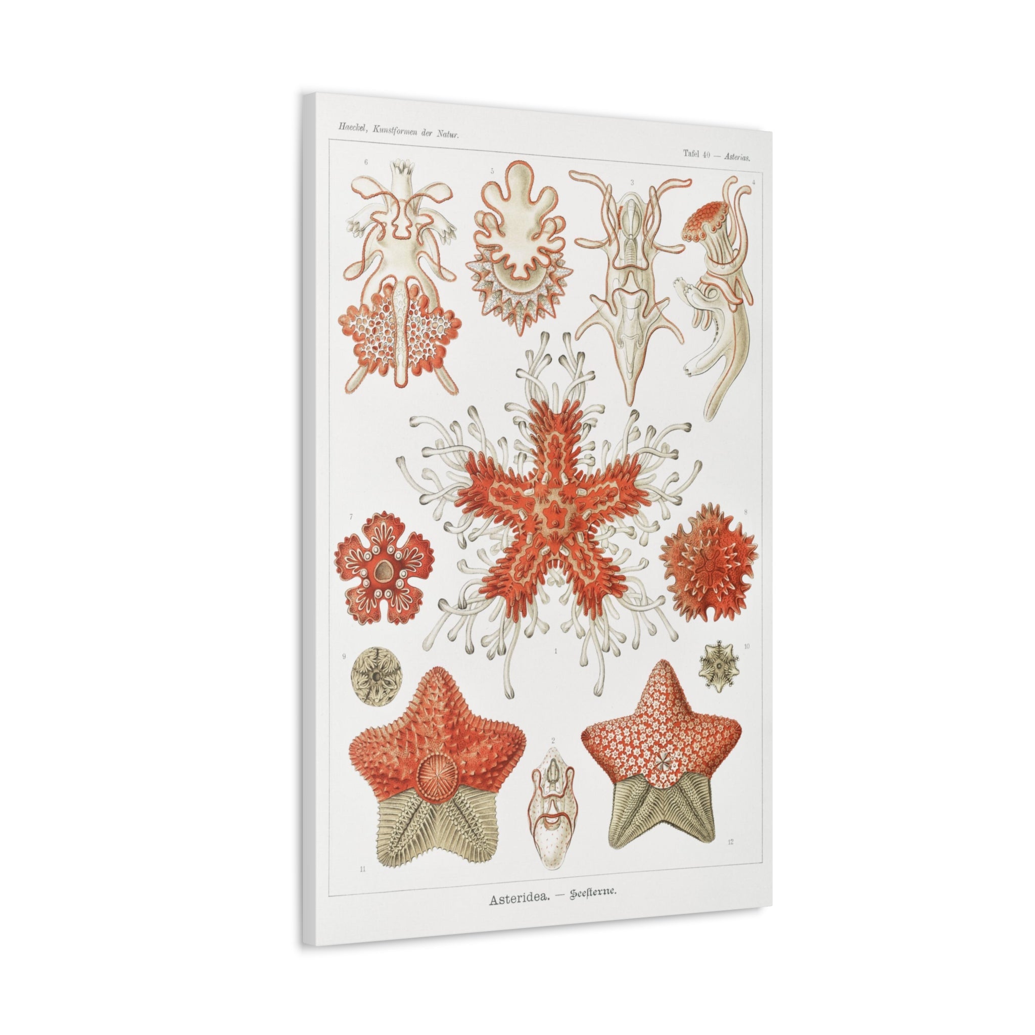 Ernst Haeckel Asteridea Seesterne Starfish Art Print - Premium Canvas Wall Decor for Living Room, Bedroom & Office