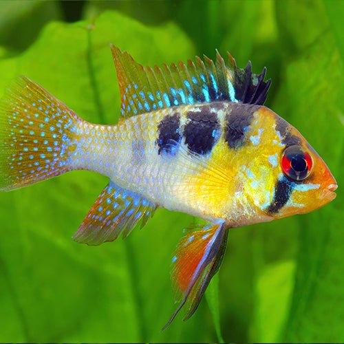 Rams Mikrogeophagus Ramirezi - German Blue Ram Cichlid Fish for Aquarium | Tropical Freshwater Fish for Home & Office Tanks
