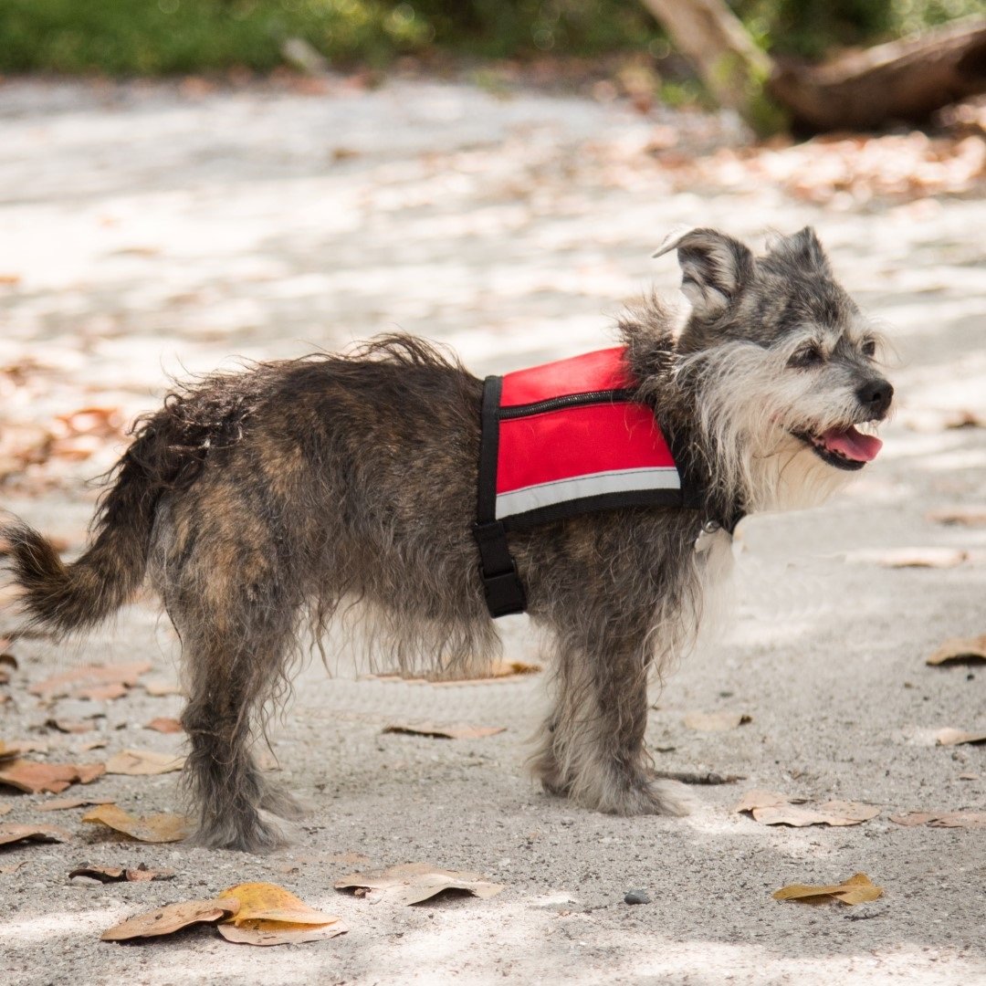 Premium Emotional Support Dog Vest for Small Dogs - ESA Approved with 5 Federal Law Handout Cards (X-Small: 16-23
