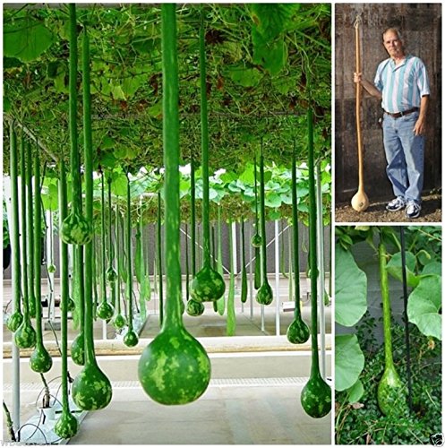 Dipper Gourd Seeds - 10 Pack - Grow 12