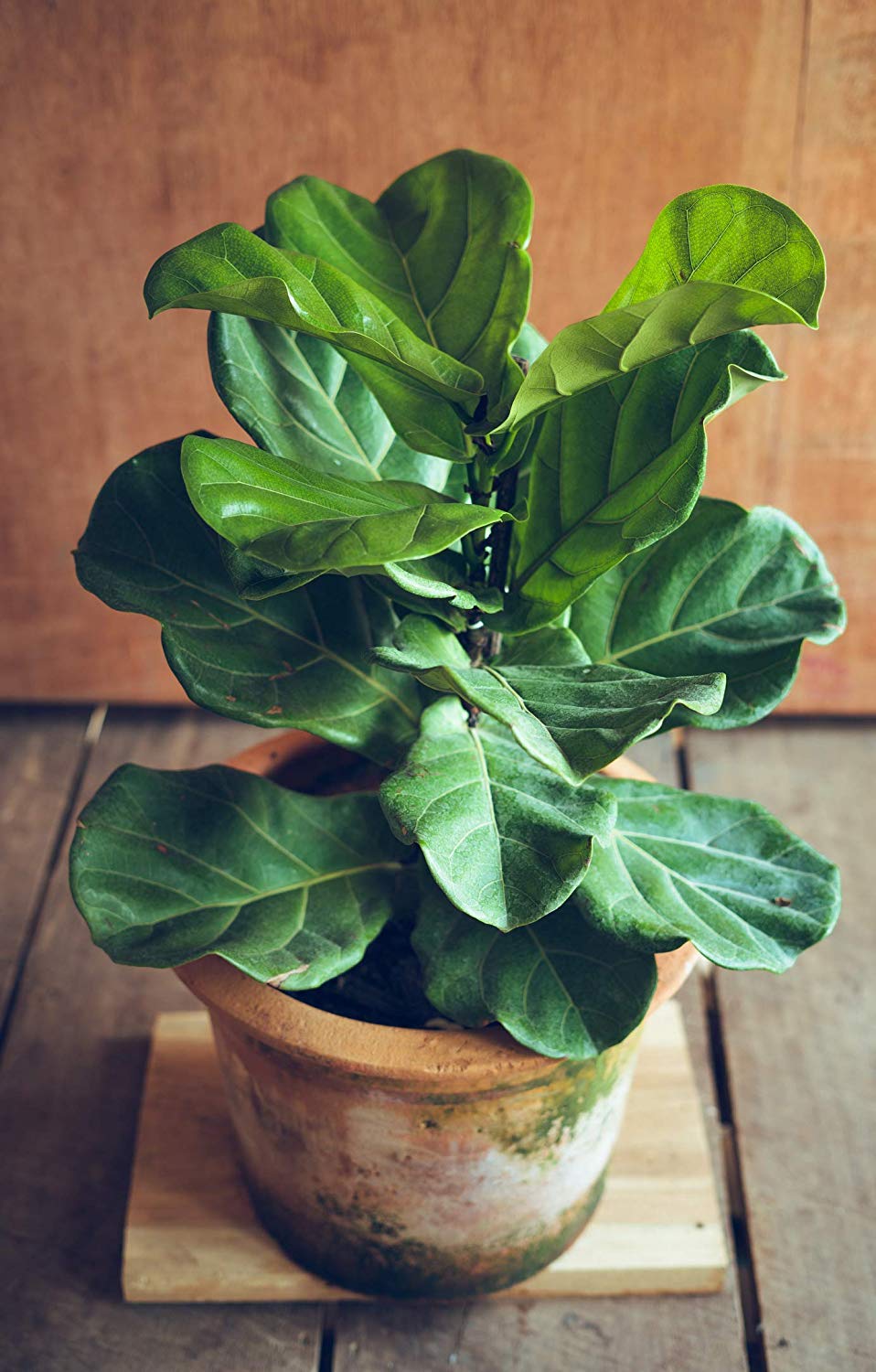 Fiddle Leaf Fig Tree Fertilizer Slow-Release Pellets - Ficus Lyrata Plant Food for Healthy Leaves & Strong Branches - Best Indoor Potted Tree Care Treatment by Aquatic Arts - Perfect for Living Room, Office & Home Decor Plants