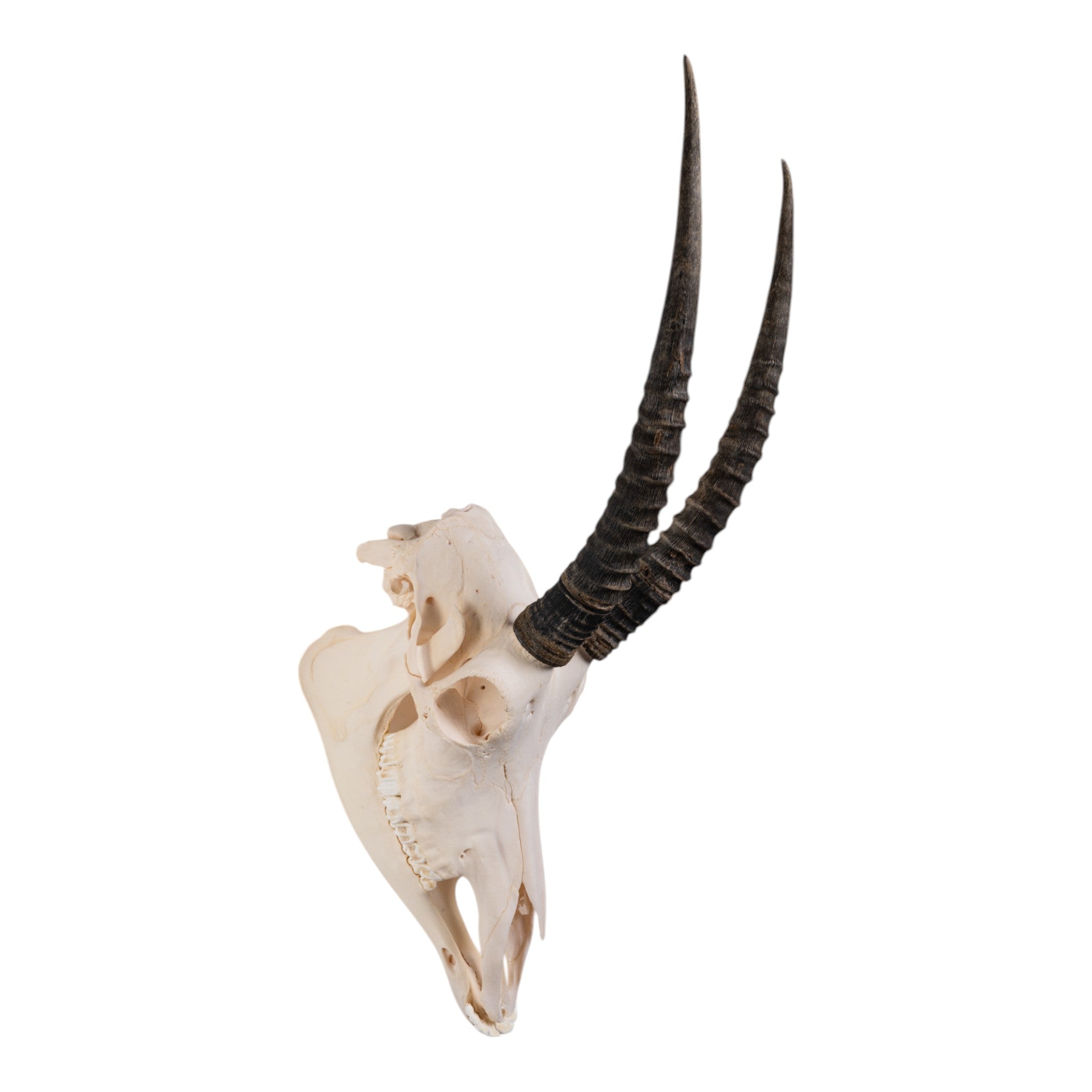 Authentic Sable Antelope Skull - Taxidermy Decor for Hunting Lodge, Cabin, or Gothic Home Decor - Unique Wildlife Trophy for Wall Mount Display