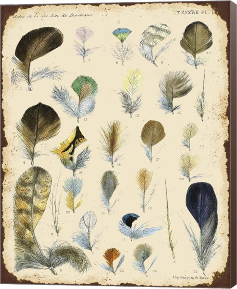 Vintage Feather Study - Canvas Wall Art by Jean Plout, Museum Wrapped with Brown Sides, 16x20 Inches - Perfect for Living Room, Bedroom & Office Decor