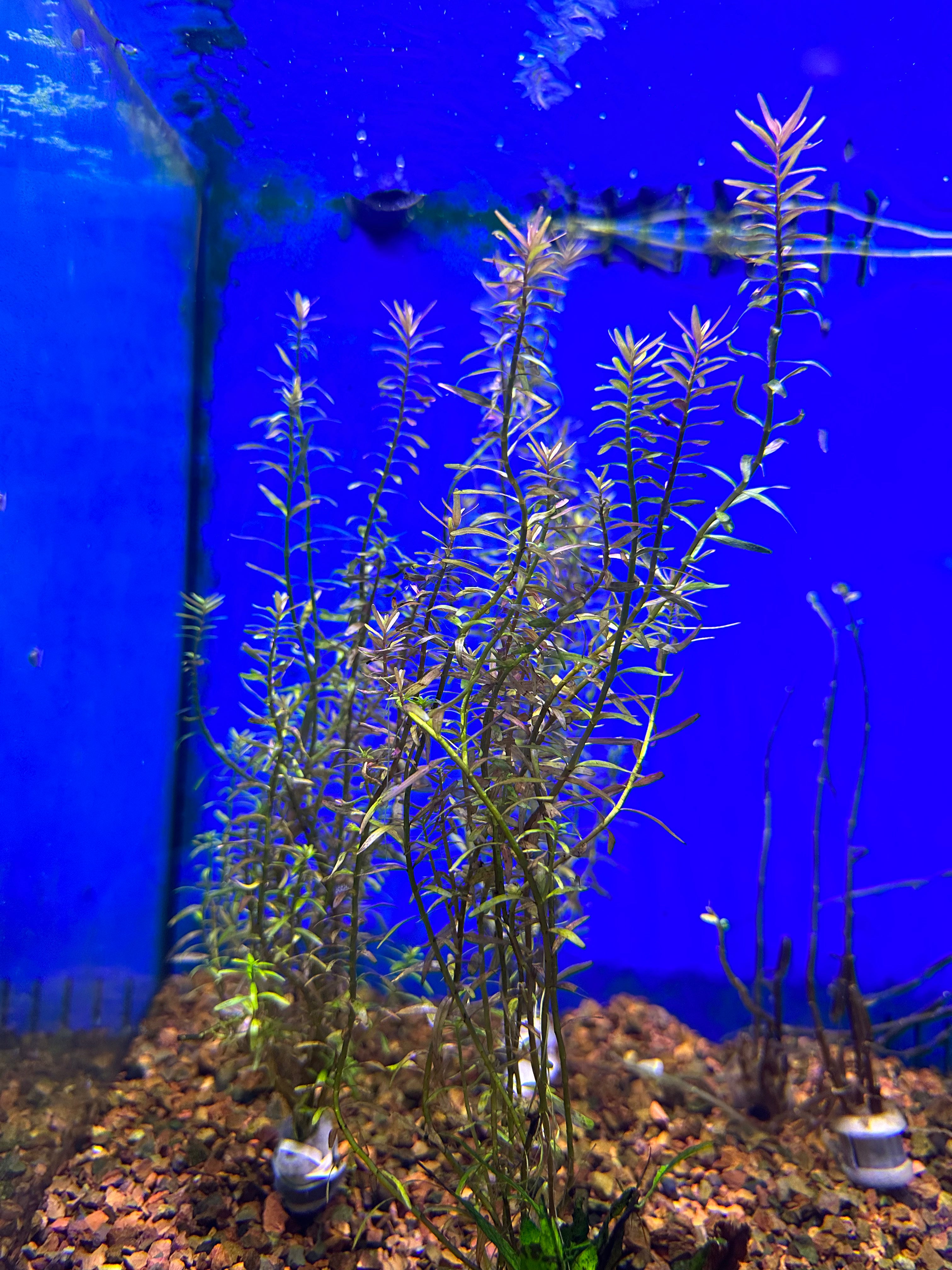 Rotala Indica (Indian Toothcup) - Live Aquarium Plant for Freshwater Fish Tanks, Aquascaping & Planted Aquariums