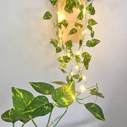 Epipremnum Aureum