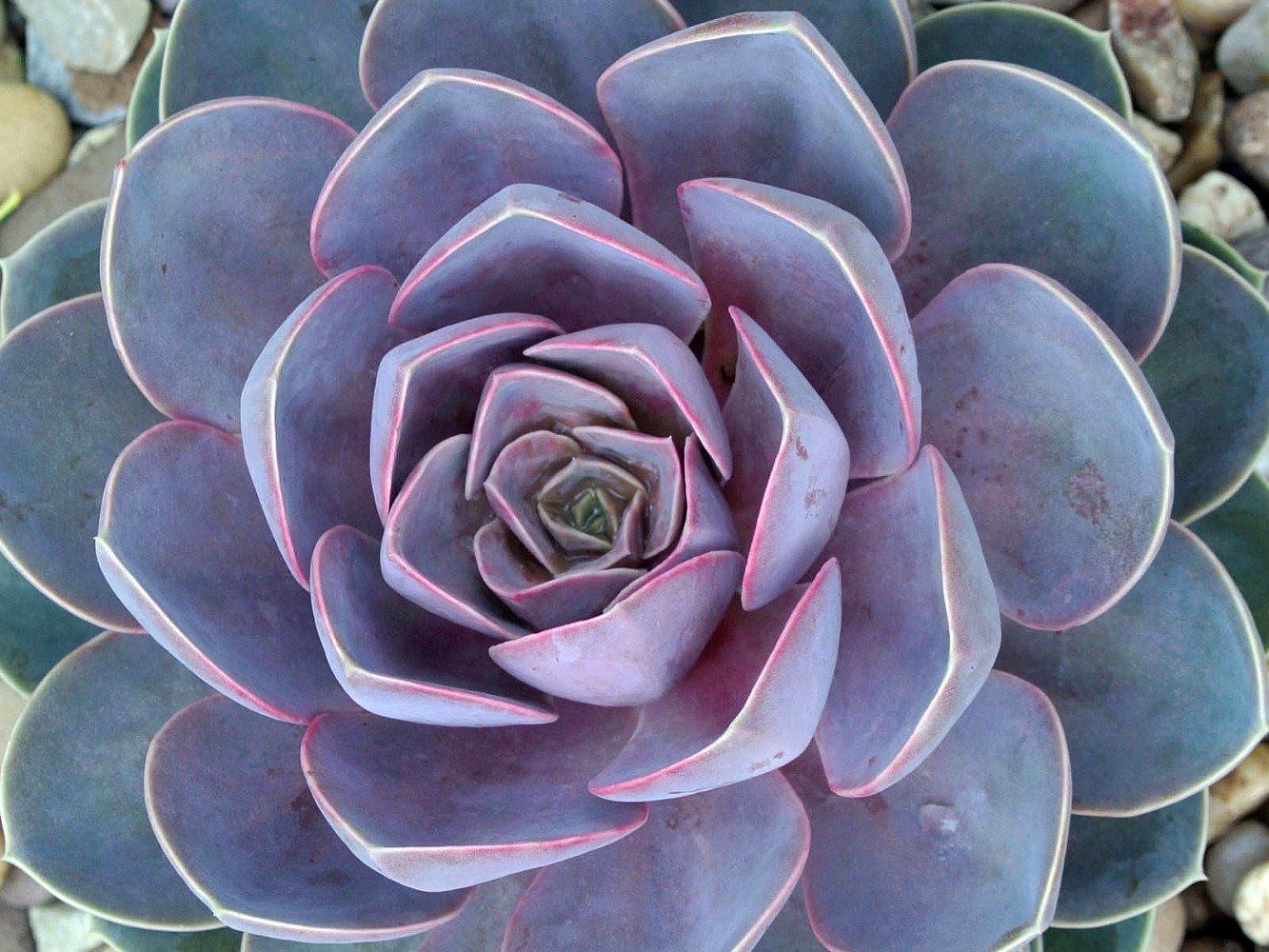 Perle von Nurnberg Echeveria Desert Rose Succulent Plant - Easy to Grow Indoor/Outdoor - 2.5 Inch Pot - Perfect for Home Decor, Office Desk, or Garden Arrangements