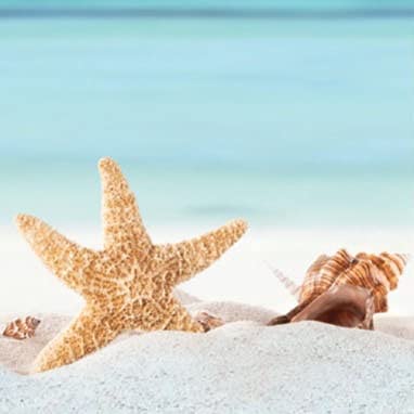 Beach Shells