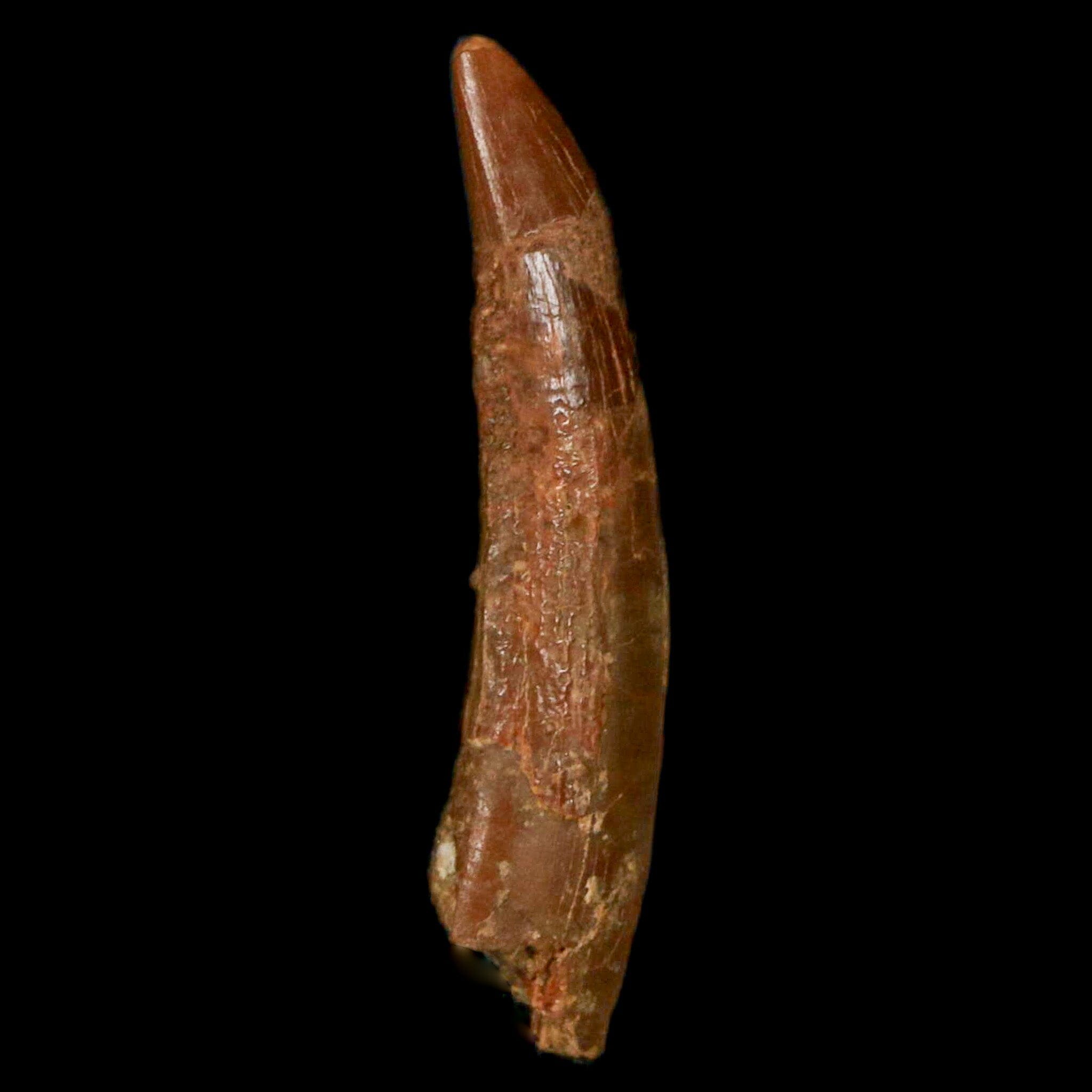 1.2 Inch Pterosaur Coloborhynchus Fossil Tooth - Authentic Upper Cretaceous Dinosaur Fossil from Morocco with COA - Perfect for Paleontology Collections & Science Classroom Displays
