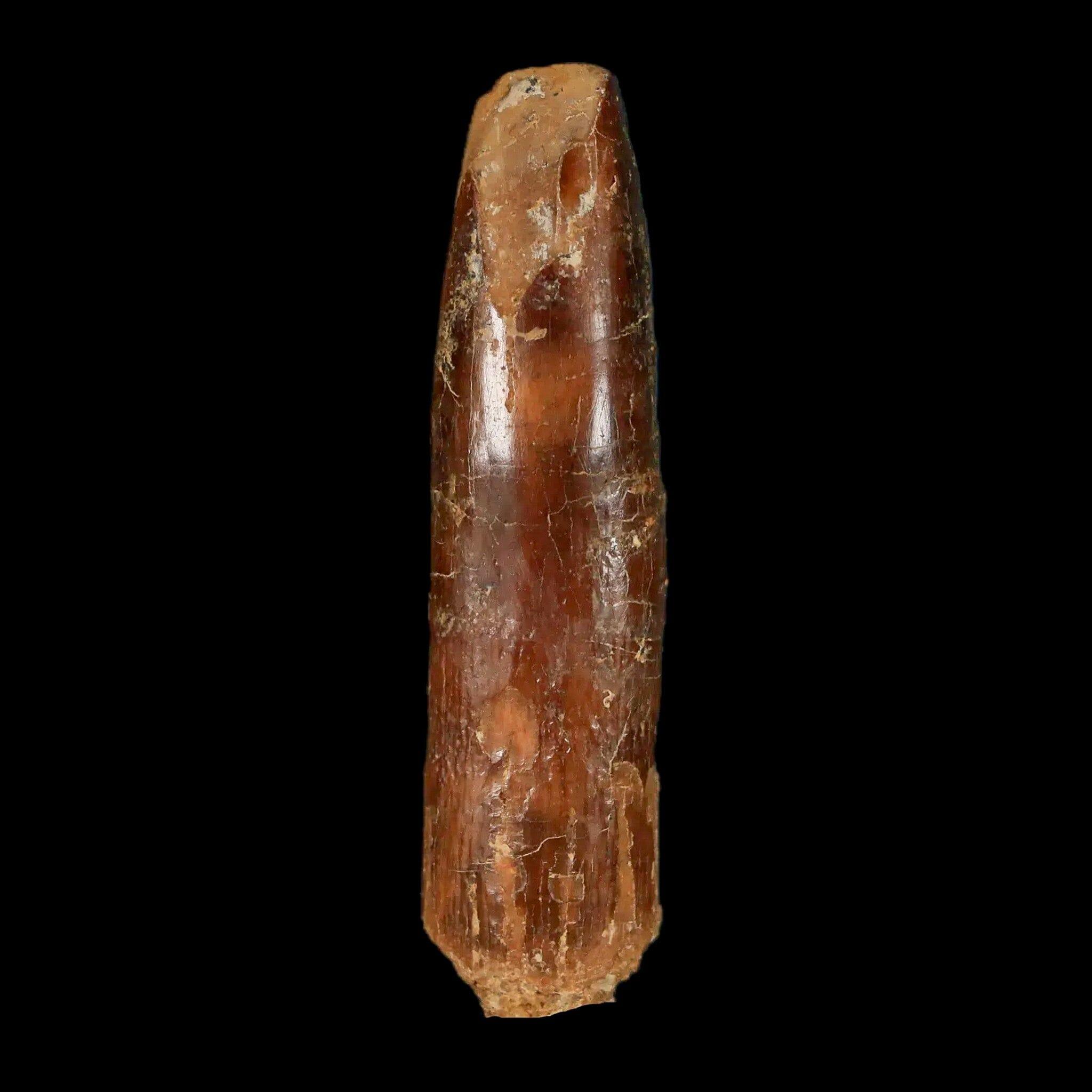 2 Authentic Rebbachisaurus Sauropod Dinosaur Fossil Teeth - Early Cretaceous Period - Includes COA - Perfect for Paleontology Collections & Educational Displays
