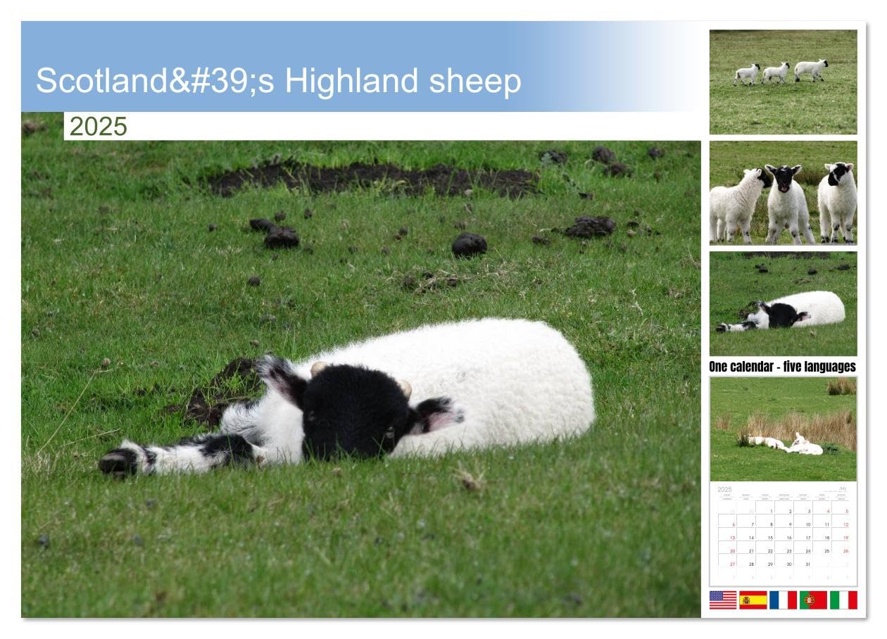 2025 Scotland Highland Sheep Wall Calendar - 11.7 x 16.5 Inch 14-Month Landscape Calendar | Perfect for Home, Office & Gift Giving | CALVENDO