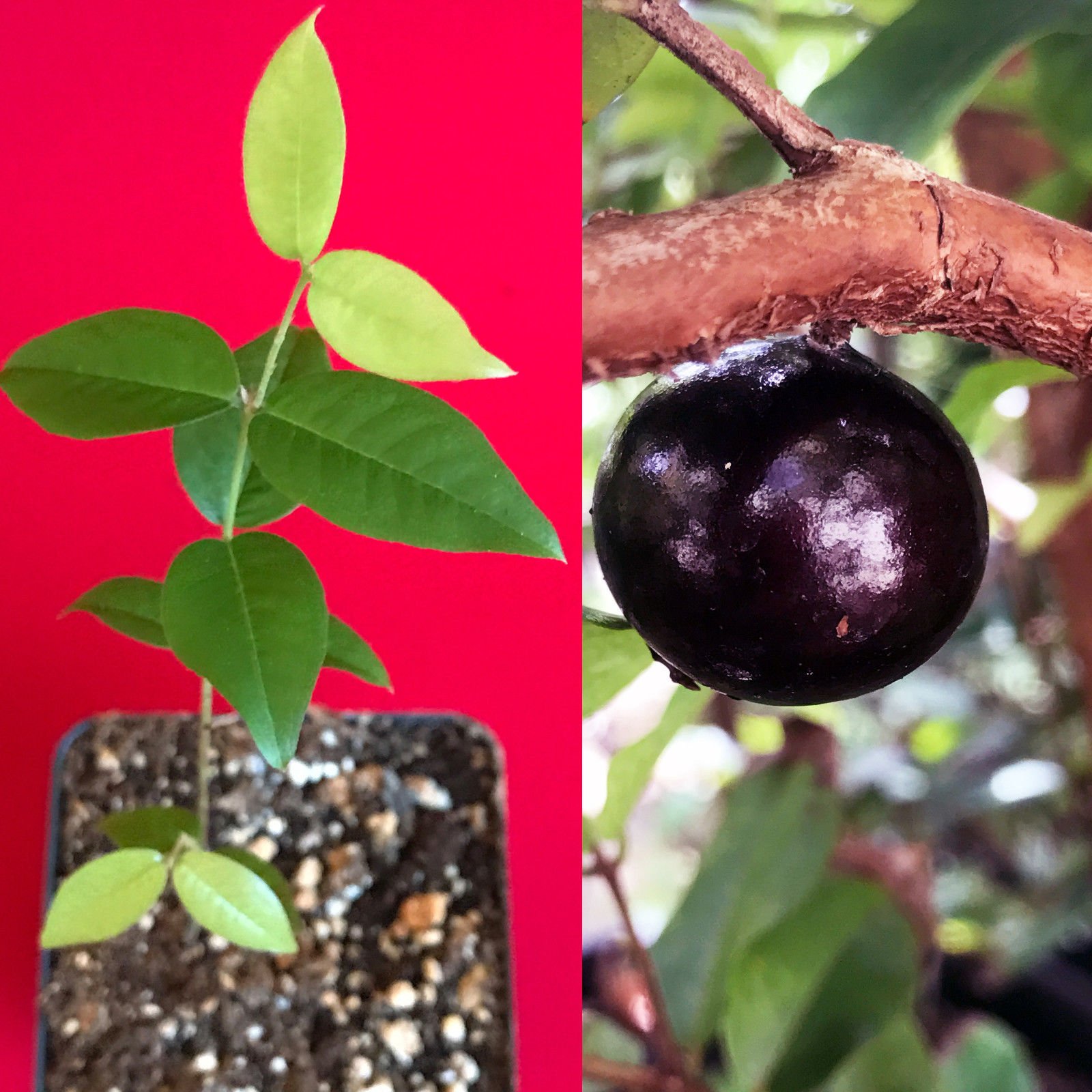 Live Red Hybrid Jaboticaba Tree (Myrciaria cauliflora x aureana) - US Grown Tropical Fruit Plant for Home Garden & Landscaping | Fresh Not Seeds or Bulbs