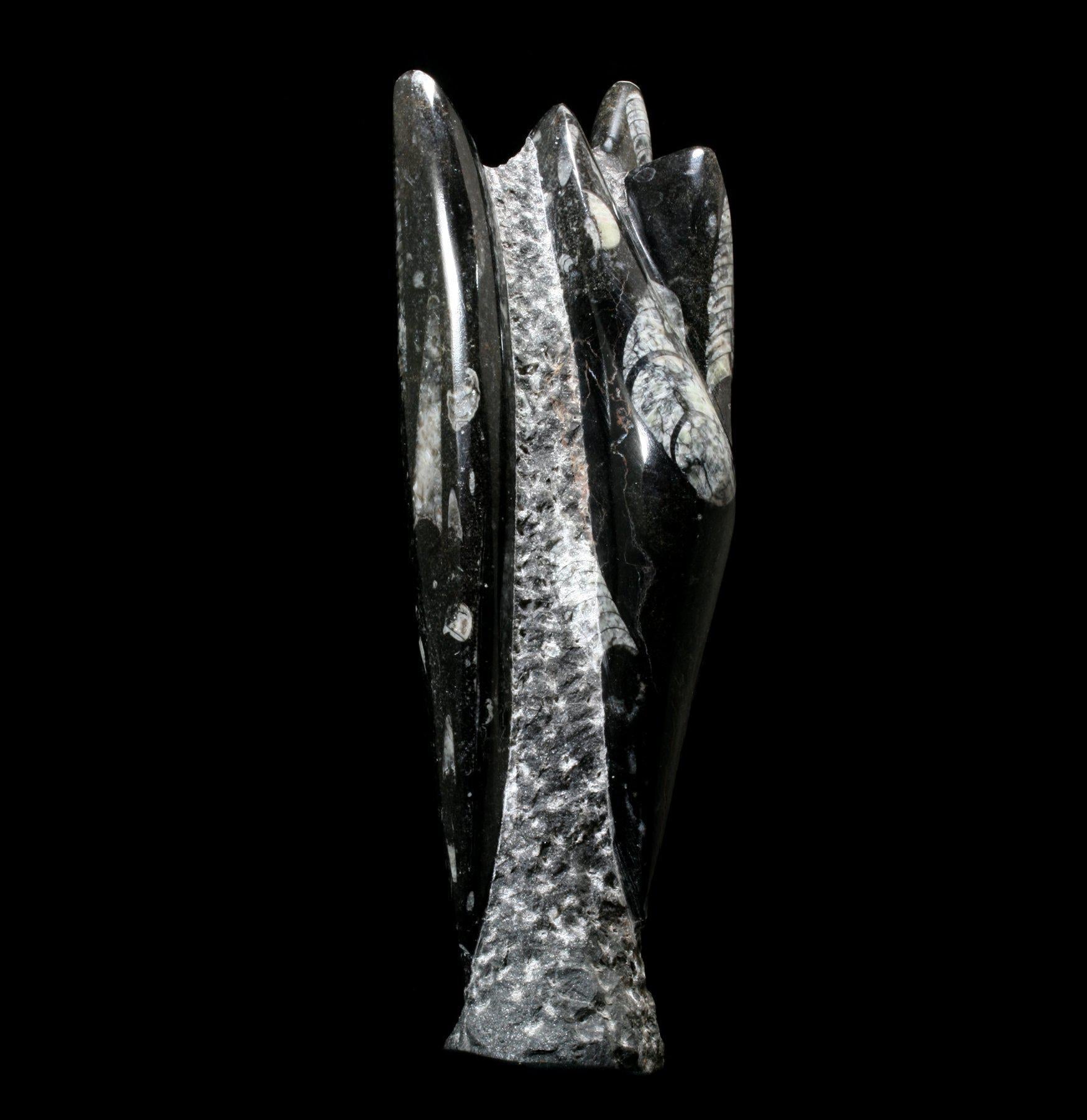 Orthoceras Fossil Stand - Premium Display Holder for Ancient Shell Fossils - Perfect for Home Decor, Office Desk, and Geology Enthusiasts