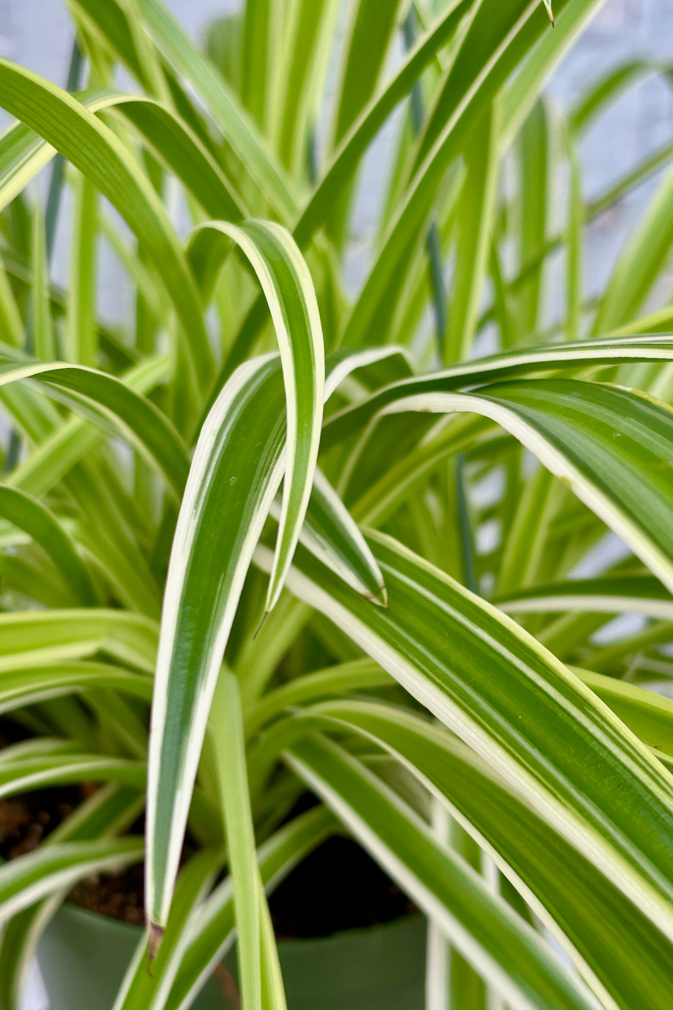 Chlorophytum comosum 'Reverse Variegatum' - 6 Inch Spider Plant with Unique Variegated Leaves | Perfect for Indoor Home Decor, Office Plants & Air Purification