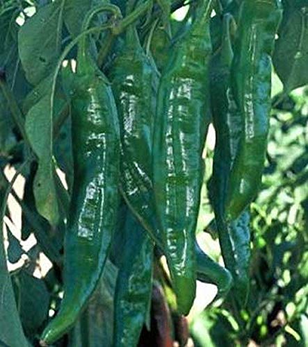 Sandia Pepper Seeds - Hot New Mexico Long Green Chili Pepper (50 Seeds) - Perfect for Home Gardening, Cooking & Spicy Recipes