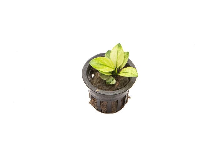 Anubias Barteri White Broadleaf Rare Live Aquarium Plants - Freshwater Aquatic Plants for Fish Tank Decor (3 Pots) | Perfect for Aquascaping, Shrimp Tanks & Tropical Fish Habitats