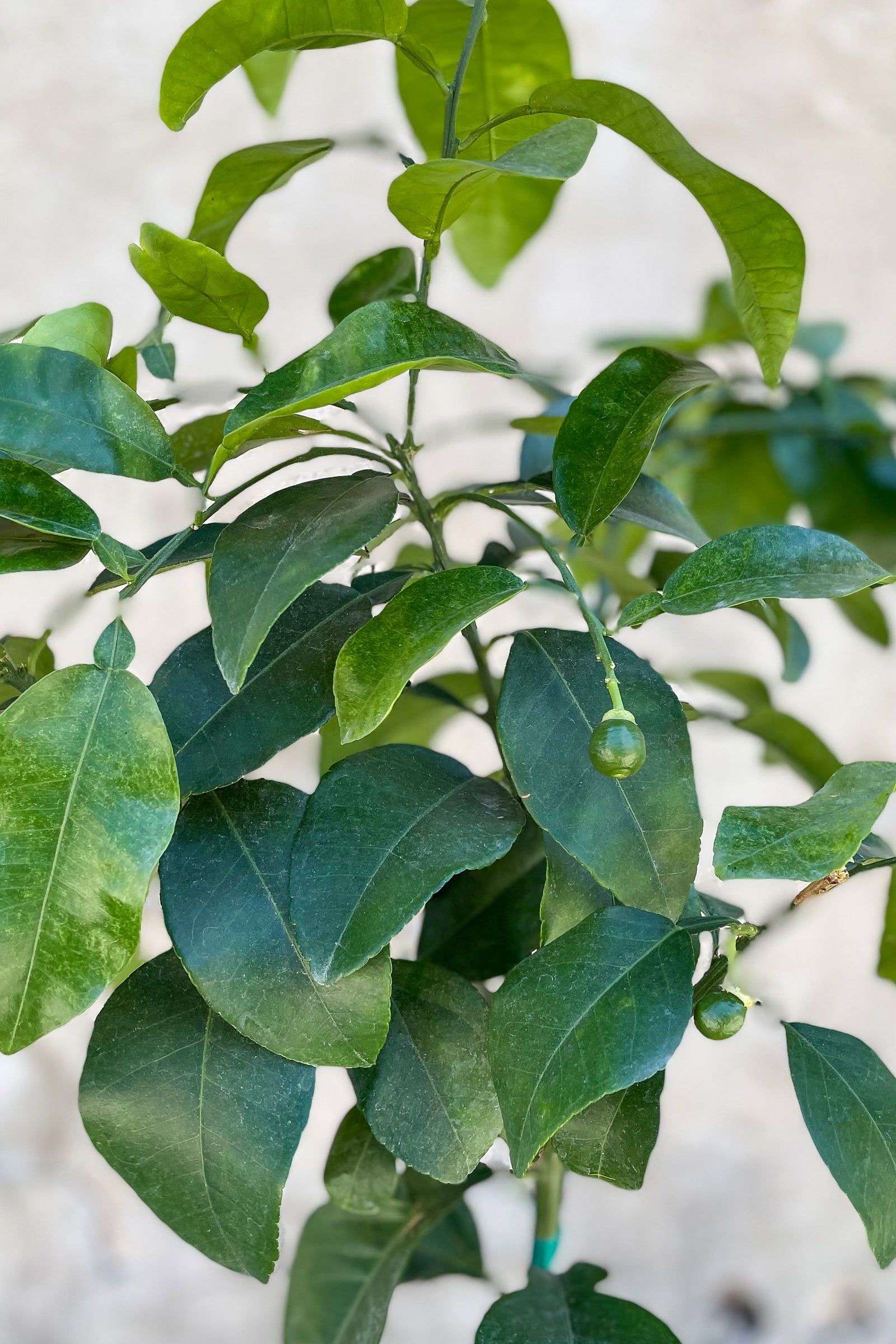 Ruby Red Grapefruit Tree - Standard Size (12