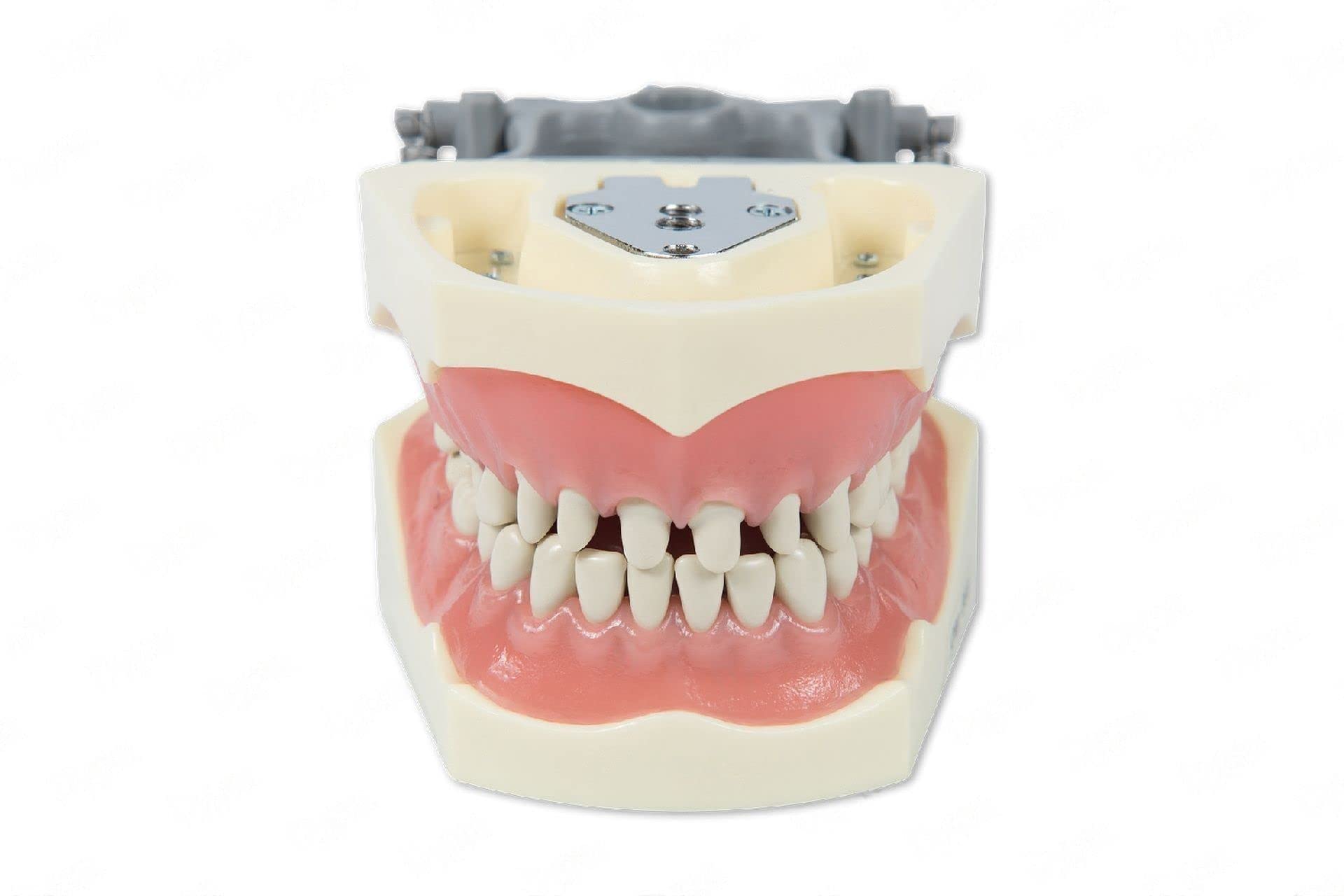 Dental Typodont Model 860 Prep - 32 Removable Teeth for Crowns & Occlusal Cavities Practice | Ideal for Dental Students & Restorative Training | Perfect for Clinical Simulation & Education