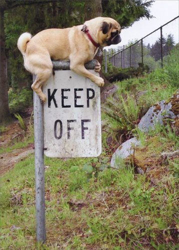 Funny Pug Keep Off Sign - Avanti Humorous Dog Birthday Card for Dog Lovers, Perfect for Birthdays & Pet Parties