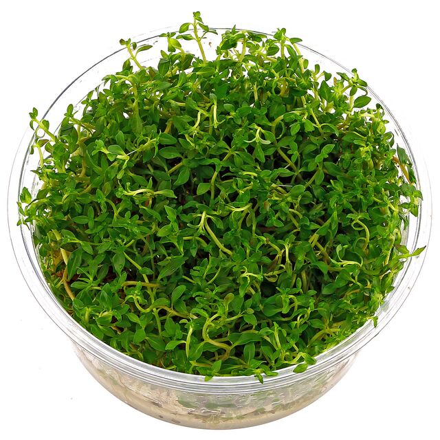 TCulture Ludwigia Arcuata (TC Cup) - Premium Aquatic Plant for Freshwater Aquariums | Perfect for Aquascaping, Fish Tanks & Planted Aquariums