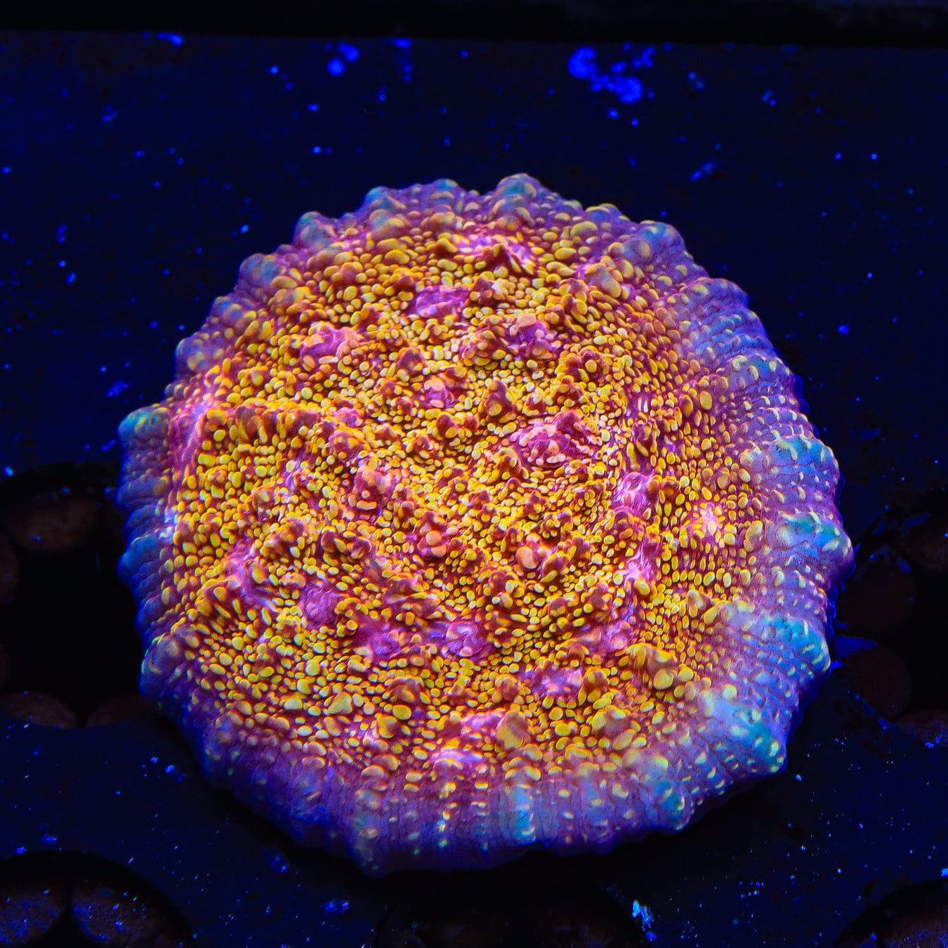 CB El Diablo Chalice Coral - Premium Live Coral for Saltwater Aquariums | Perfect for Reef Tanks & Marine Displays