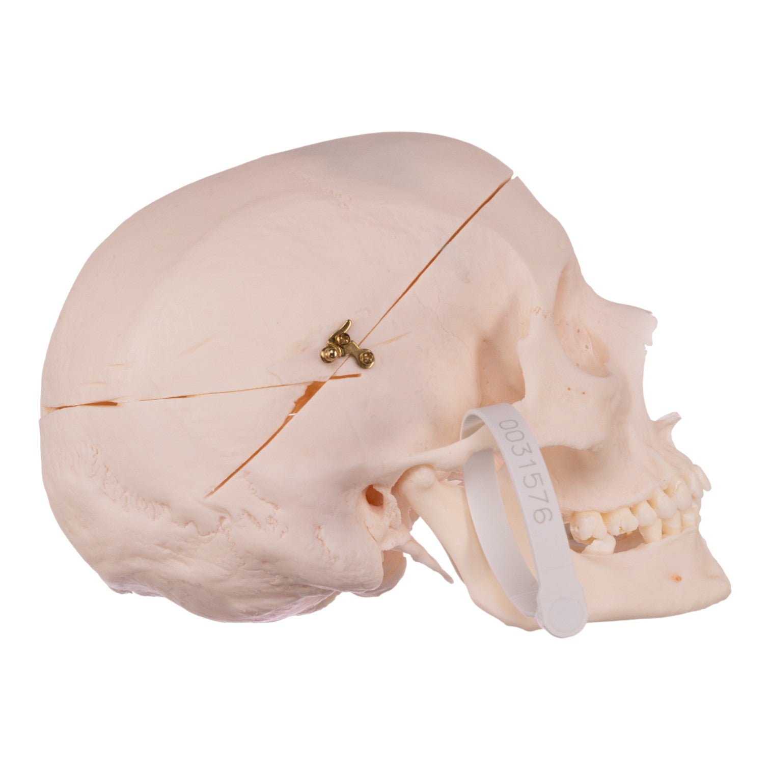 Premium Anatomical Human Skull Model - Medical Grade, Life-Sized for Accurate Study | Perfect for Medical Students, Doctors & Halloween Decor