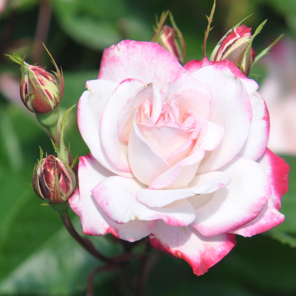 Candy Cane Cocktail Floribunda Rose Bush - Live Heirloom Rose Plant for Outdoor Garden Planting | Perfect for Landscaping, Flower Beds & Romantic Garden Decor