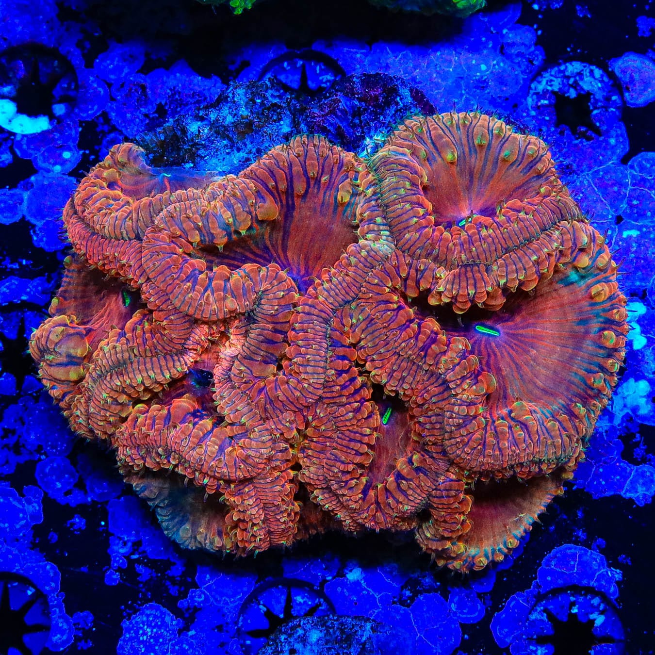 Premium Cherry Blastomussa Colony Coral for Saltwater Aquariums - Vibrant LPS Coral for Reef Tanks, Nano Tanks & Coral Frag Racks (Ideal for Beginners & Advanced Hobbyists)