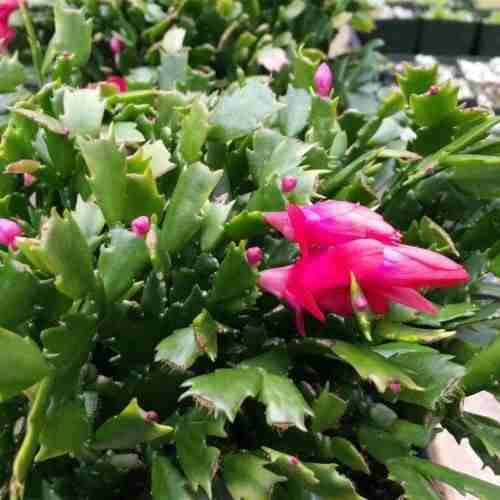 Schlumbergera Hybrid Zygocactus - Christmas Cactus Live Plant in 3.5 Inch Pot (1 Plant) | Perfect for Home Decor, Office Desk & Holiday Gifts