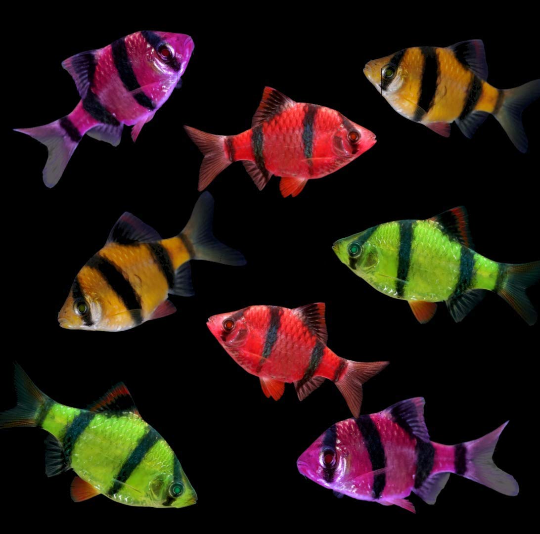 GloFish Live Tiger Barb Fish for Aquariums - Vibrant Fluorescent Tropical Fish for Home & Office Tanks