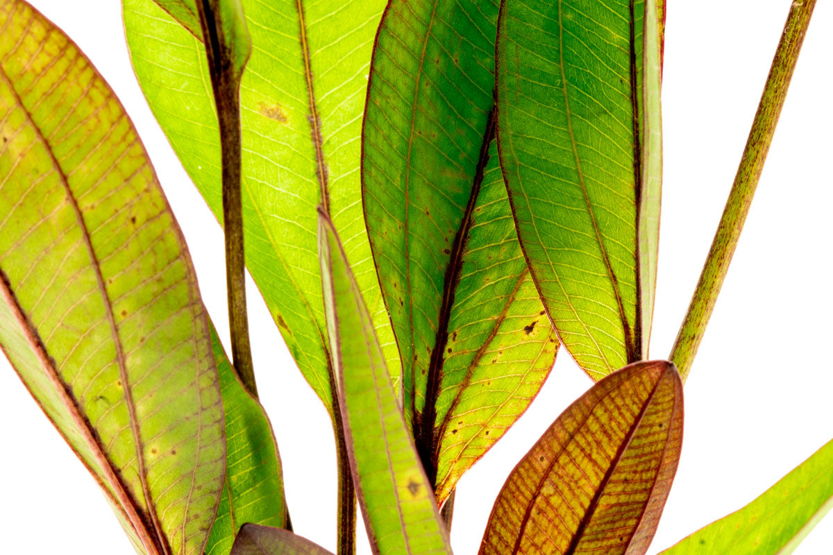 Echinodorus Devil Eye Live Aquarium Plant - Easy Care Aquatic Plant for Fish Tanks, Ponds & Aquascaping | Perfect for Beginners & Planted Aquariums