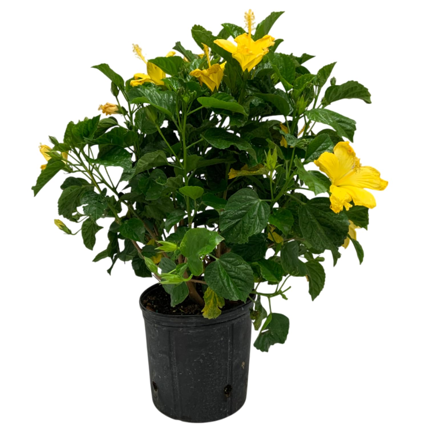 Yellow Hibiscus Live Plant - 26