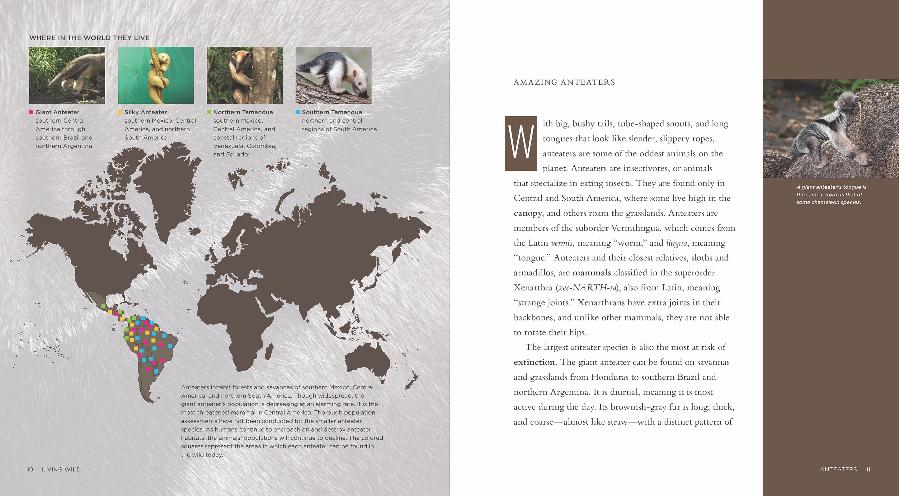 Anteaters Book - ISBN 9781608189557 - Perfect for Animal Lovers & Nature Enthusiasts