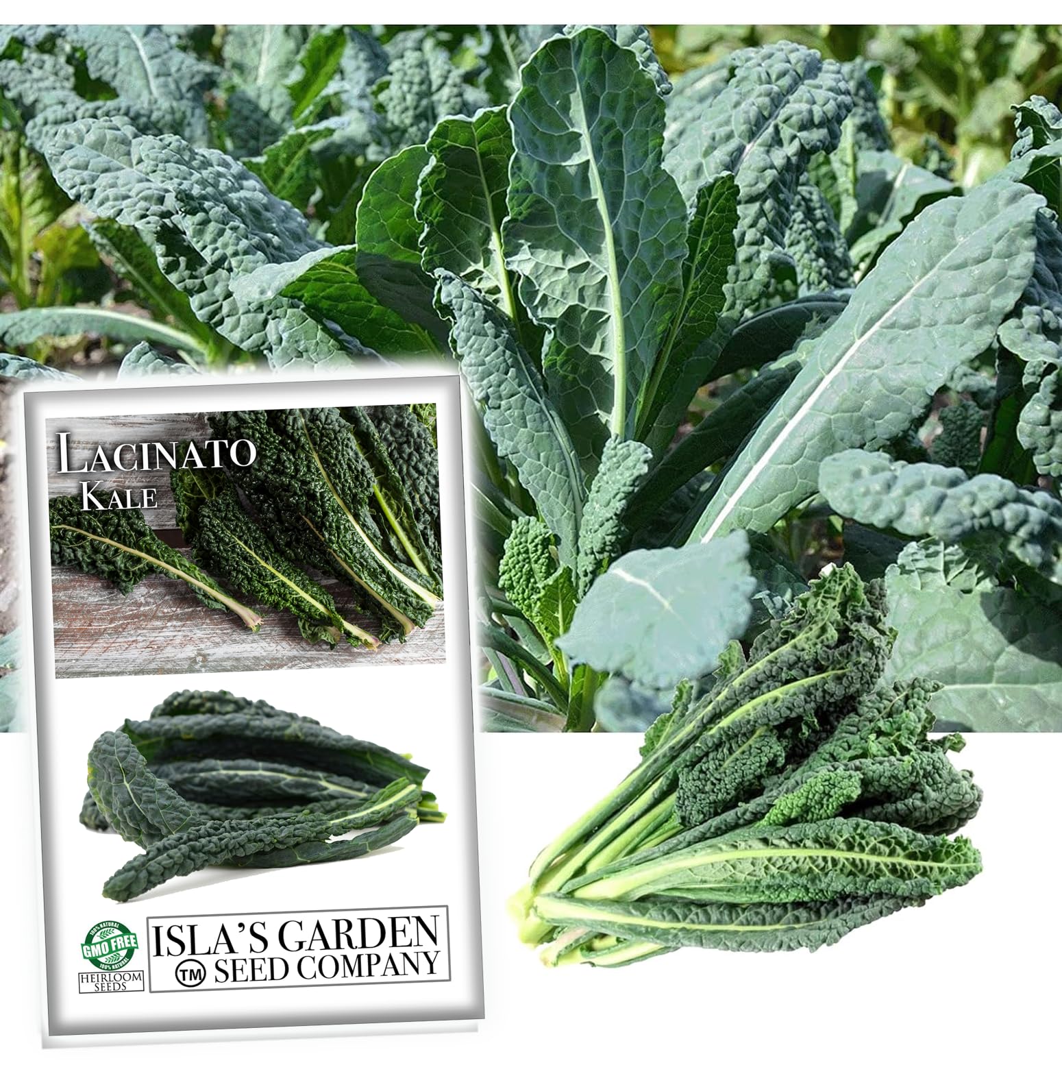Organic Lacinato Kale Seeds for Planting - 500+ Heirloom Non-GMO Seeds (Brassica oleracea) | Perfect for Home Gardening, Urban Farming & Healthy Cooking | Great Gift for Gardeners