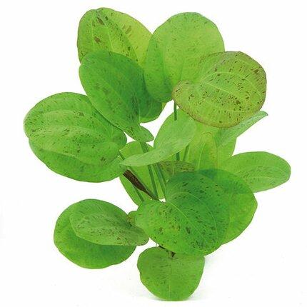 Dennerle Echinodorus Dschungelstar No. 9 Spotted Harbich - Live Aquarium Plant for Freshwater Fish Tanks - Perfect for Aquascaping and Jungle-Themed Aquariums
