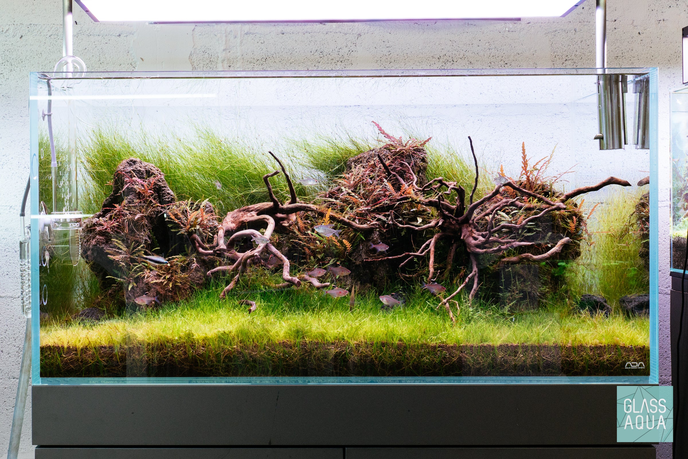Eleocharis Vivipara Live Aquarium Plants - Freshwater Aquatic Grass for Fish Tanks, Ponds & Aquascaping | Perfect for Shrimp, Betta & Goldfish Habitats