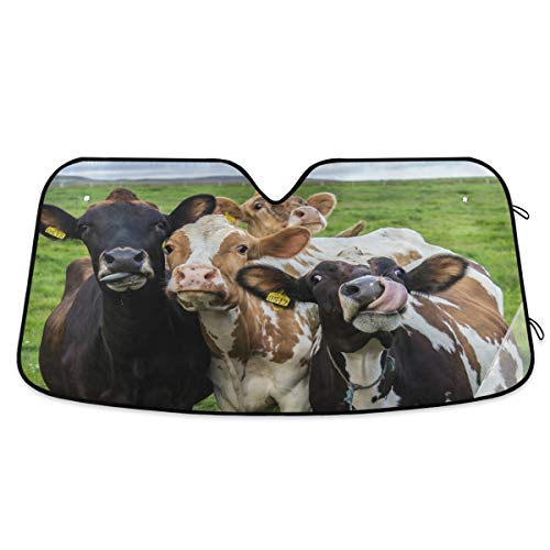 Four Funny Cows